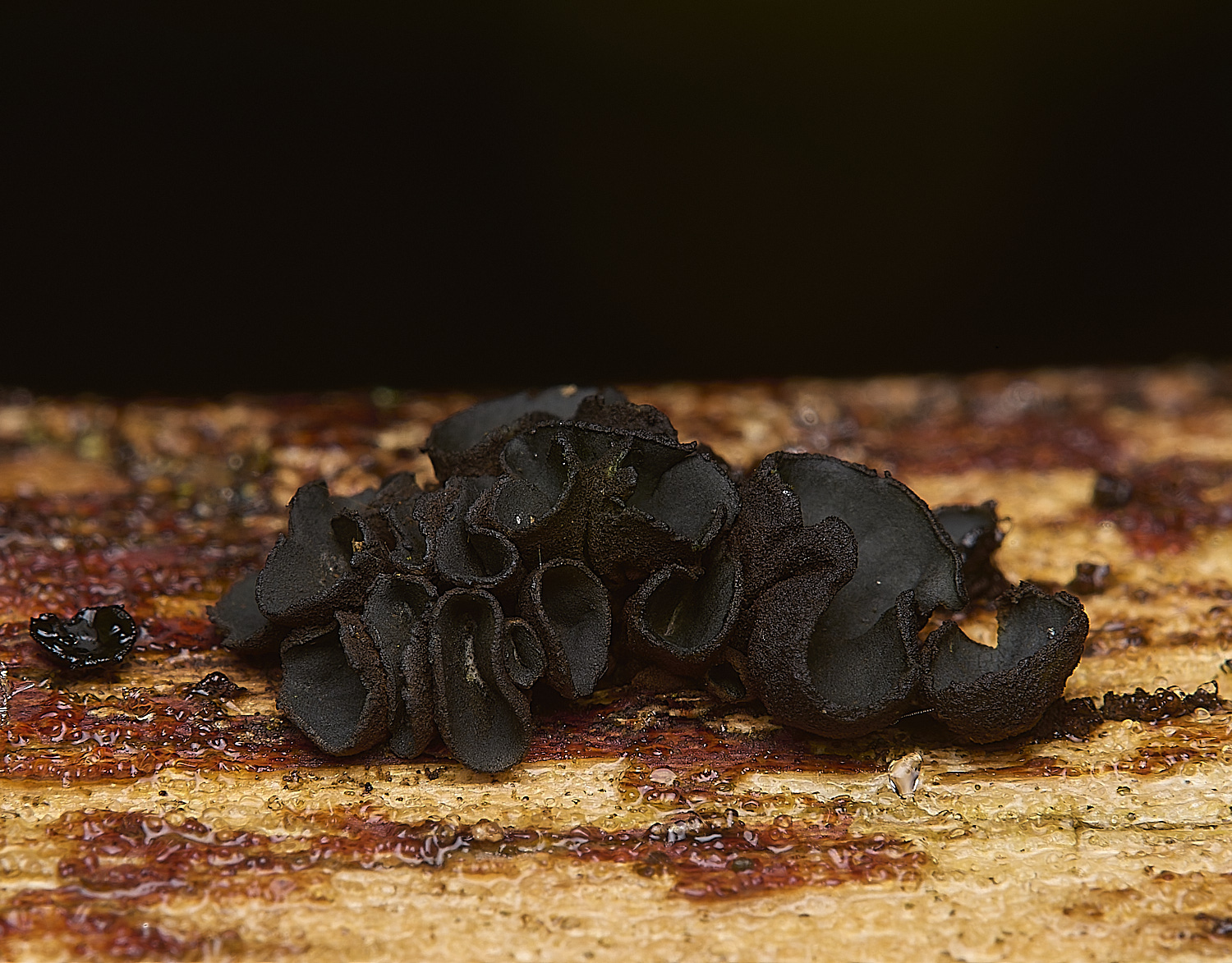 DillingtonBlackFolds110125-2