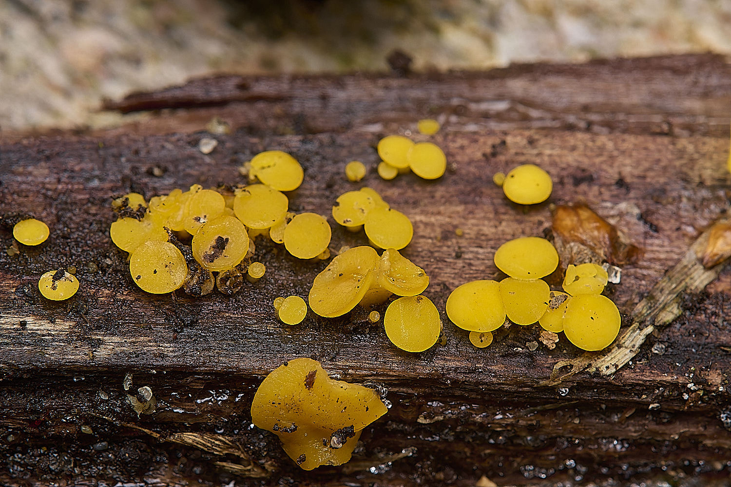 DillingtonBsulphurea110125-1