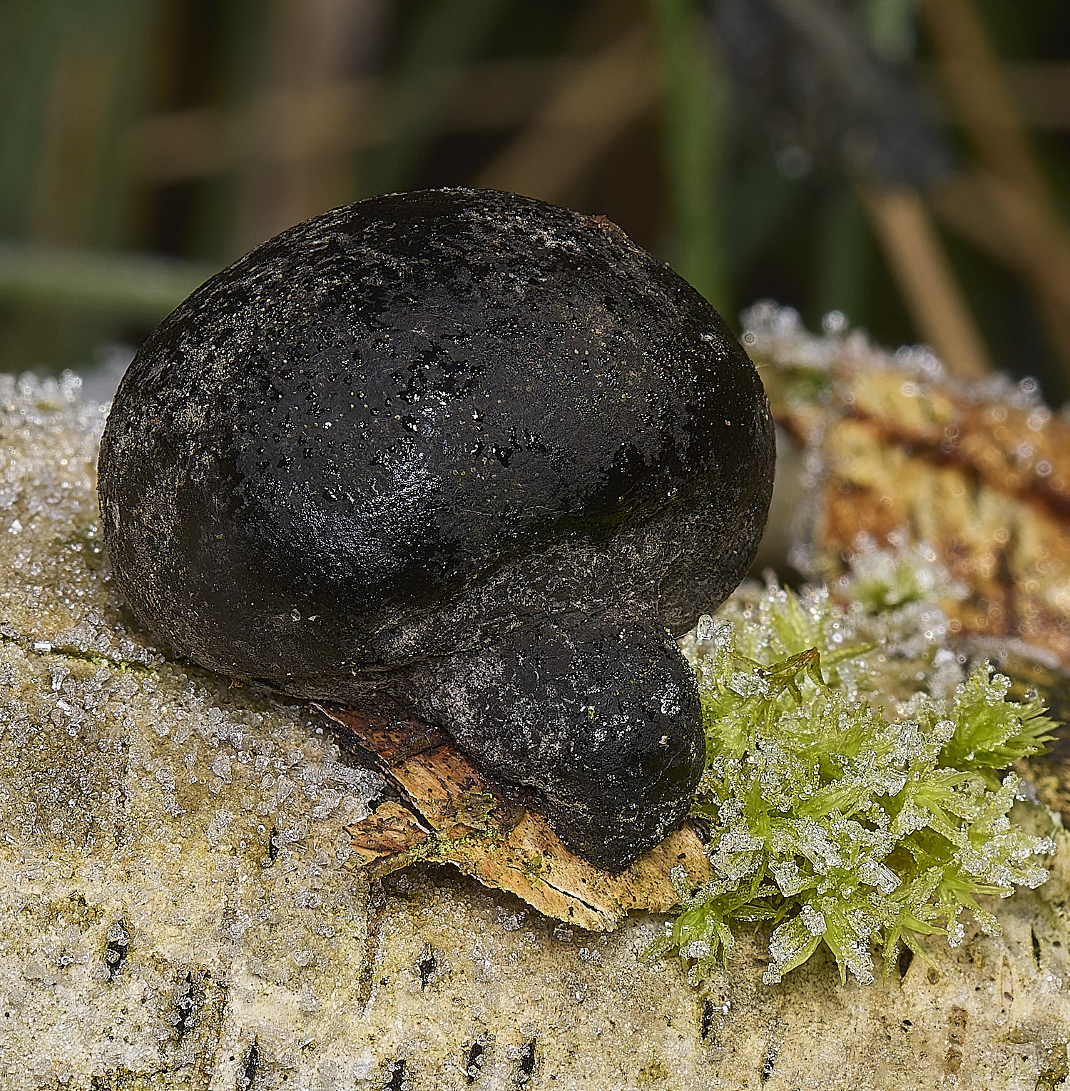 DillingtonDaldiniaSp110125-1