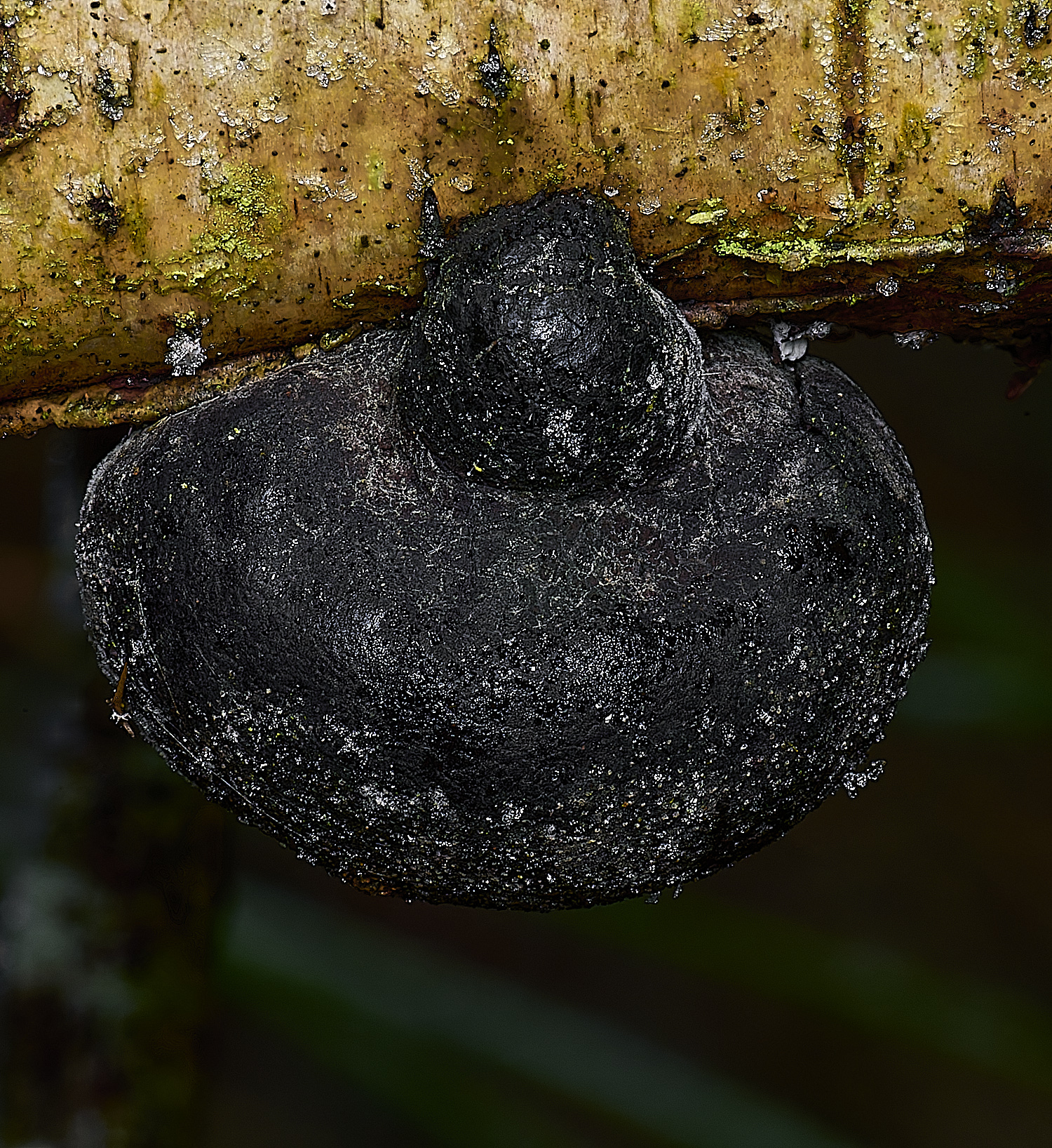 DillingtonDaldiniaSp110125-3