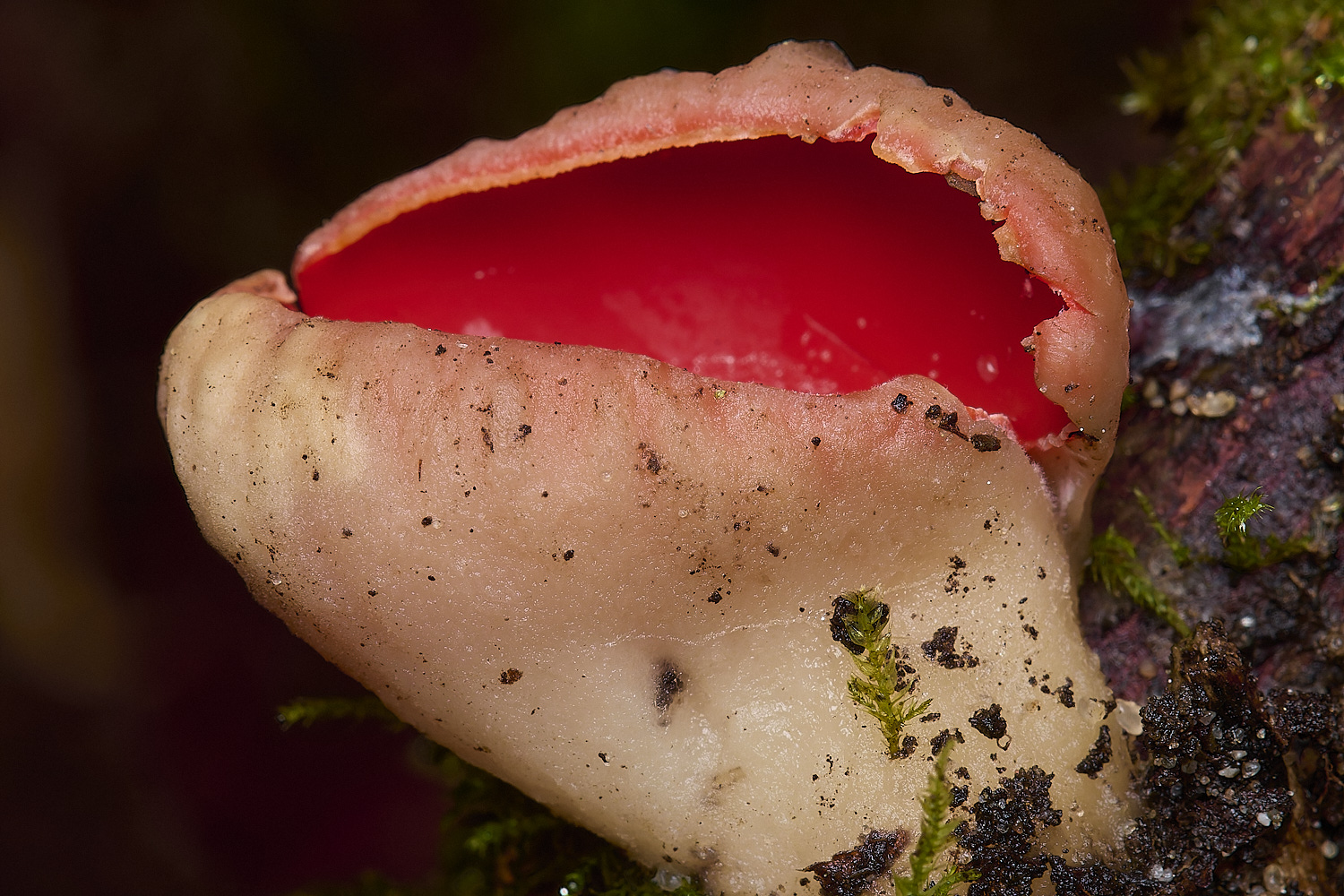 DillingtonElfCup110125-1