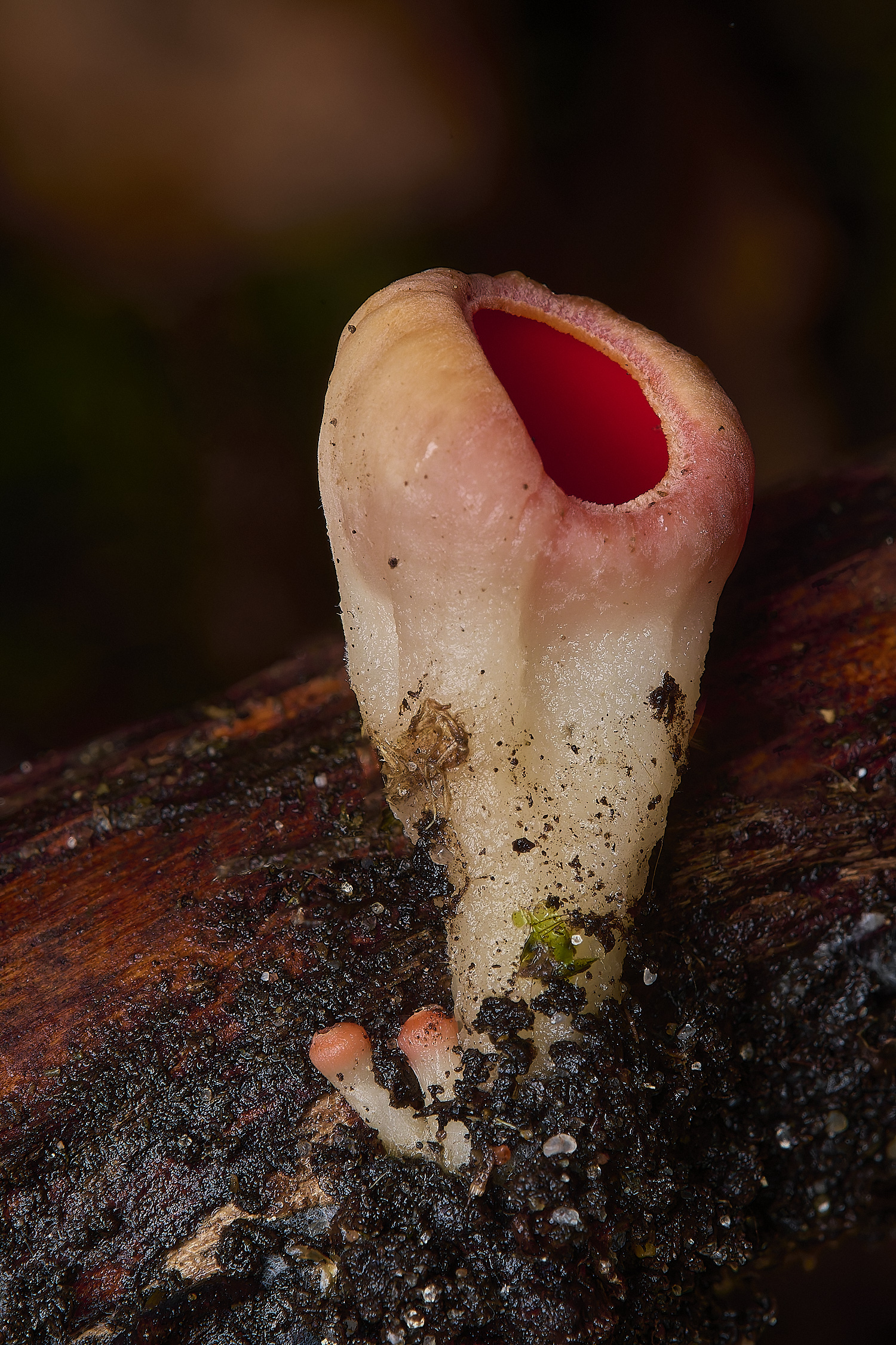 DillingtonElfCup110125-2