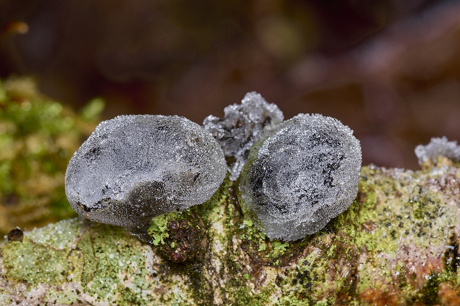 DillingtonFungalIceCubes110125-1