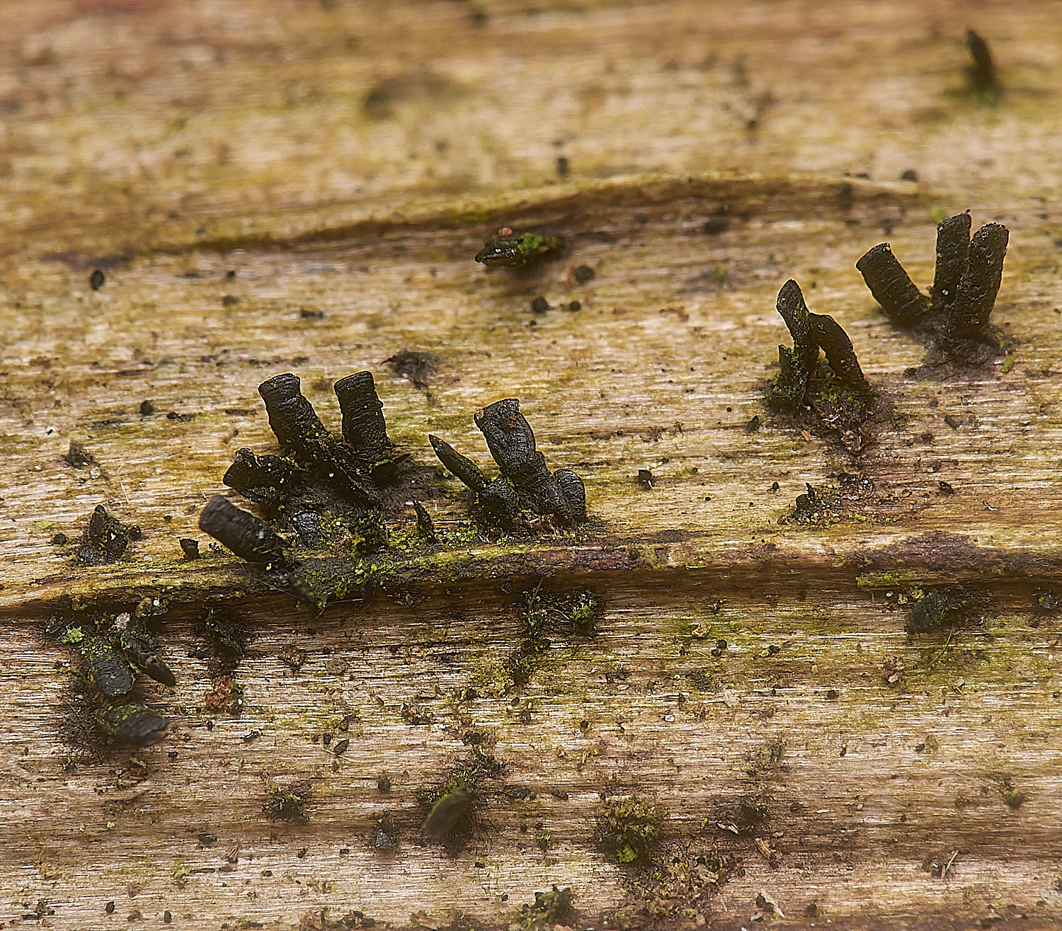 DillingtonGelatum110125-4