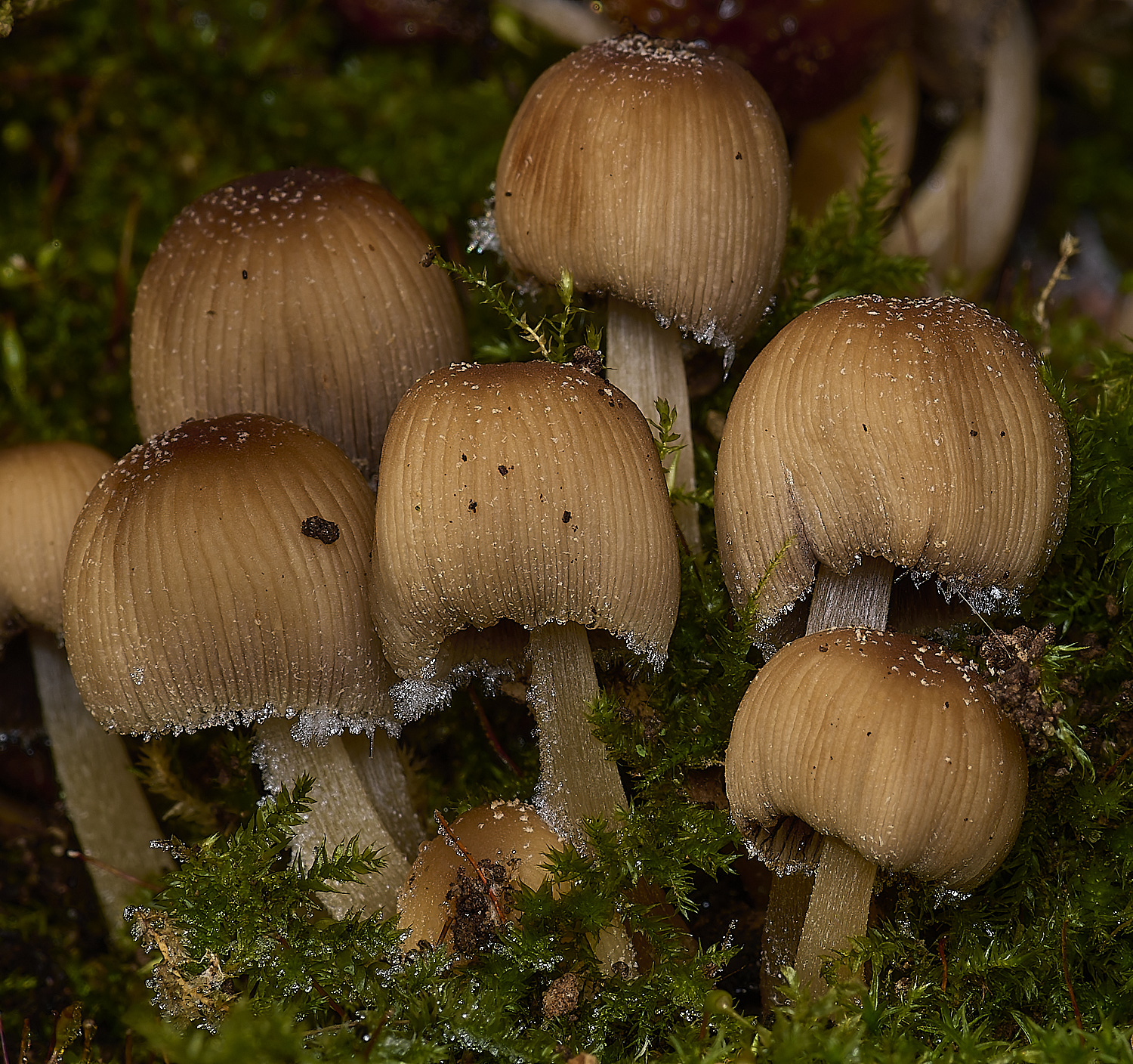 DillingtonGlisteningInkcap110125-1