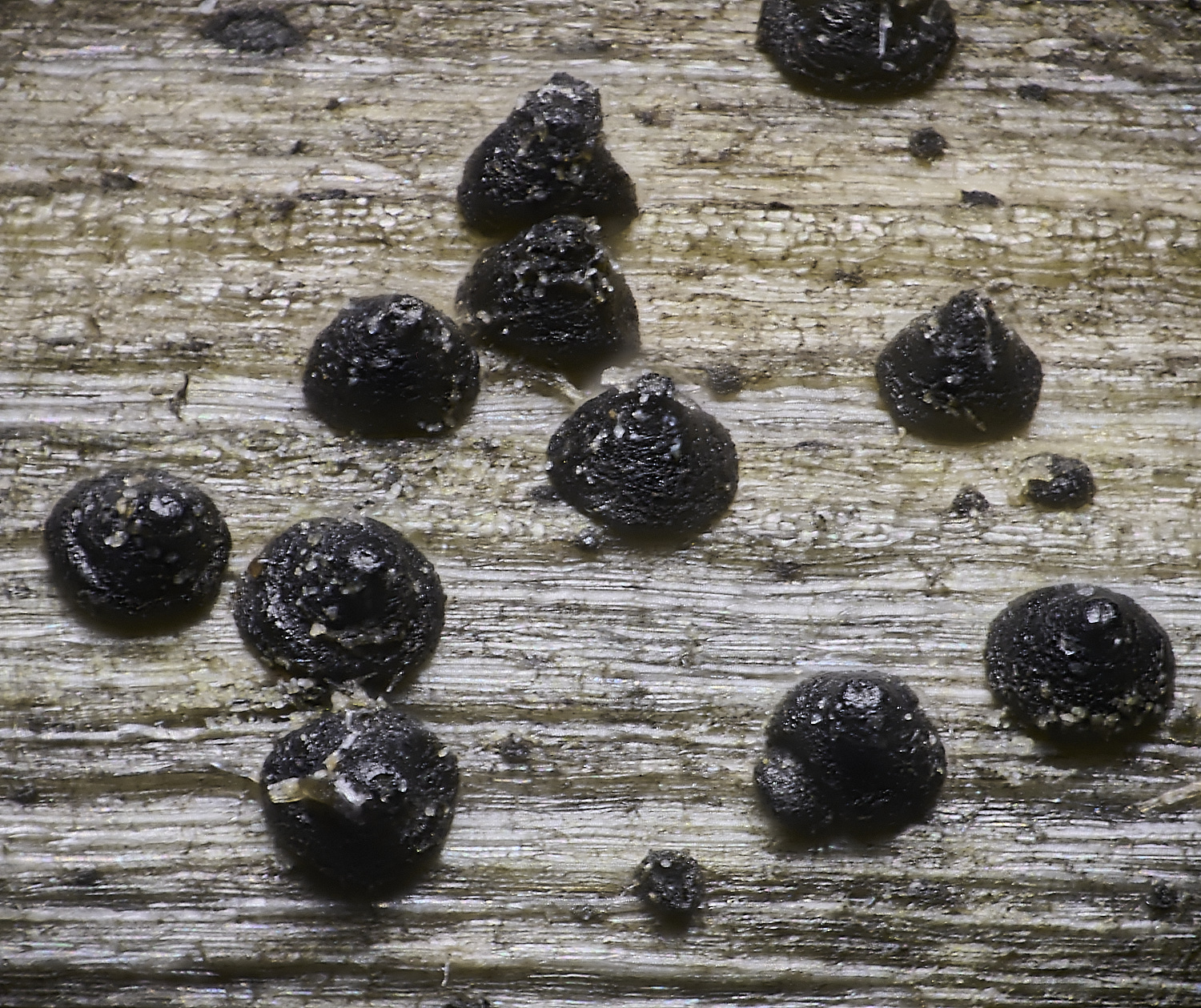 DillingtonLacuta110125-3