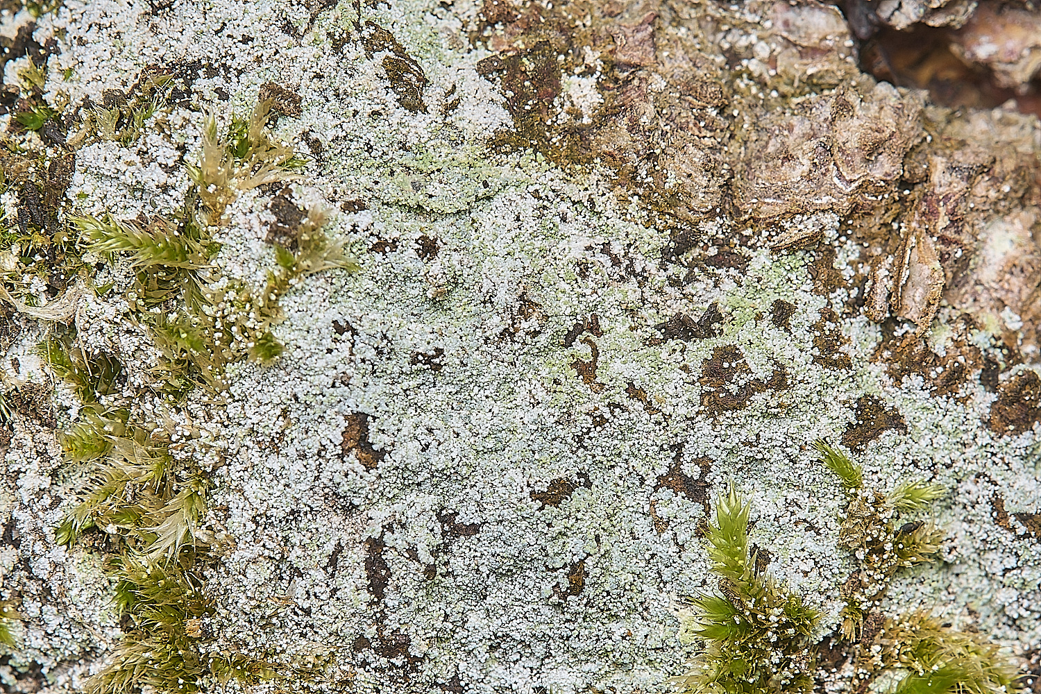 DillingtonLichen110125-1