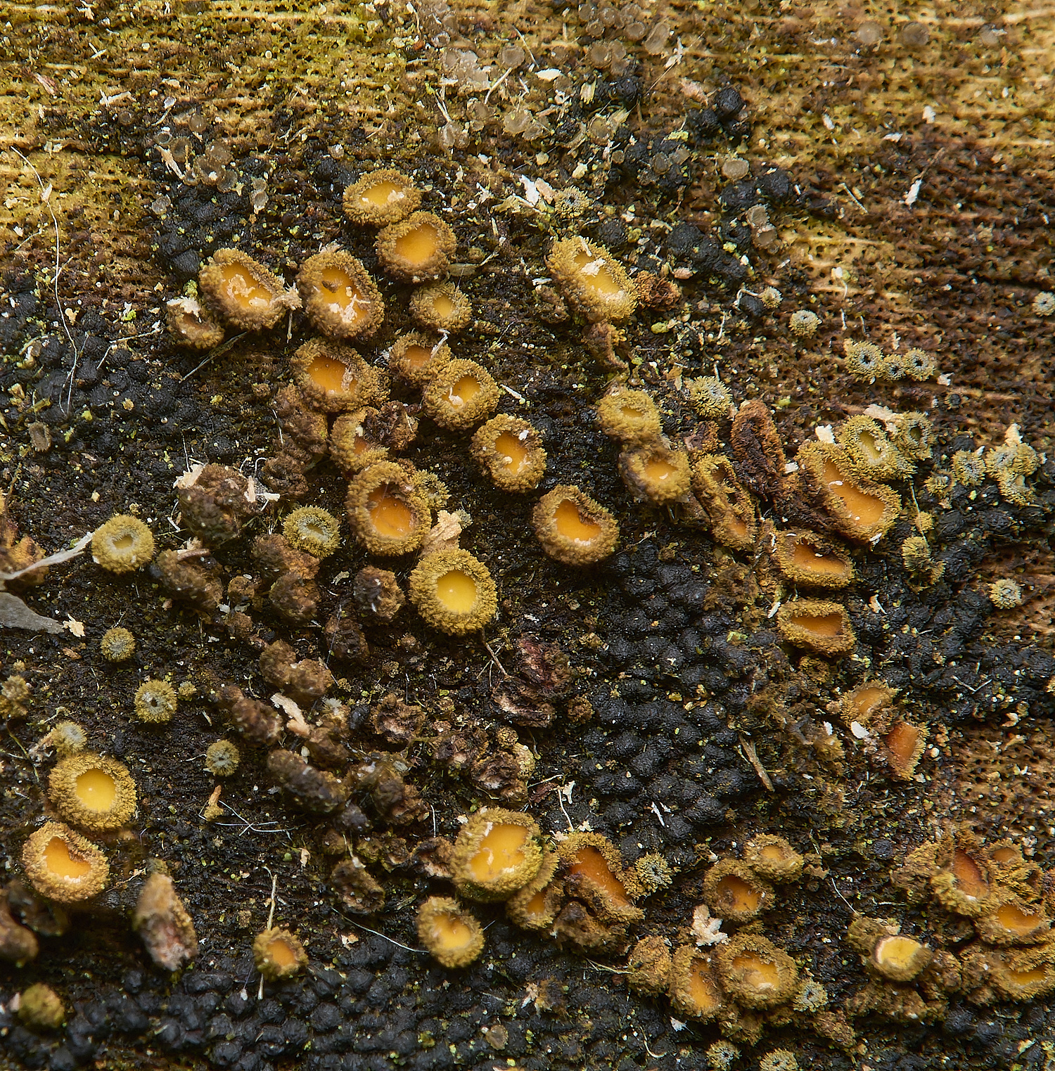 DillingtonOrange110125-1