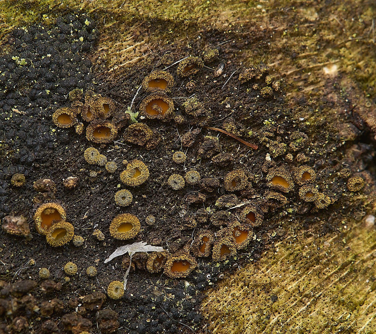 DillingtonOrange110125-2 1