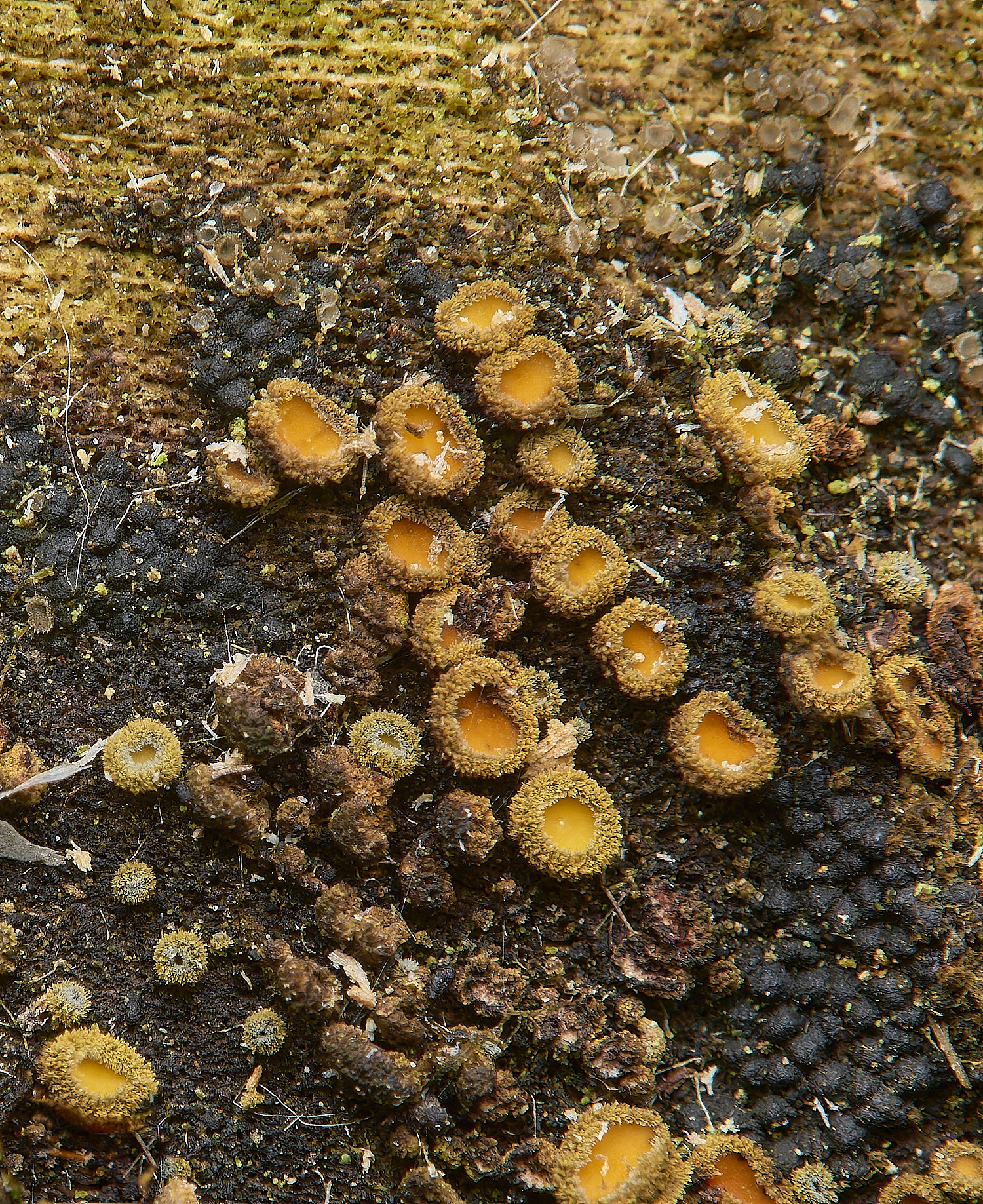 DillingtonOrange110125-3 2