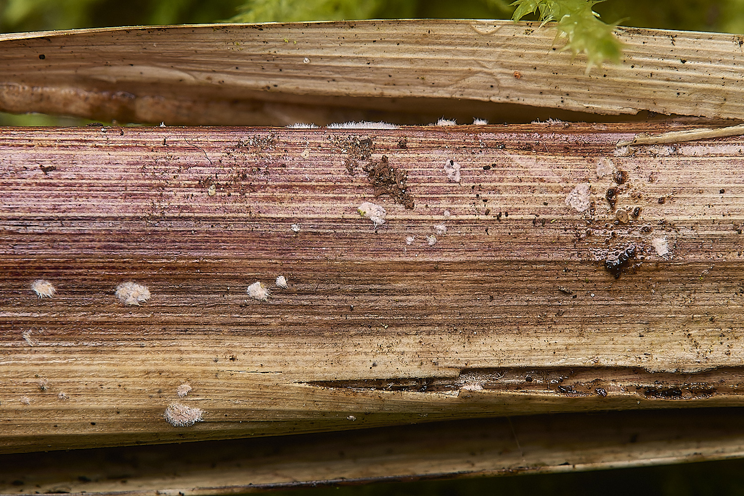 DillingtonPinkFurry110125-1