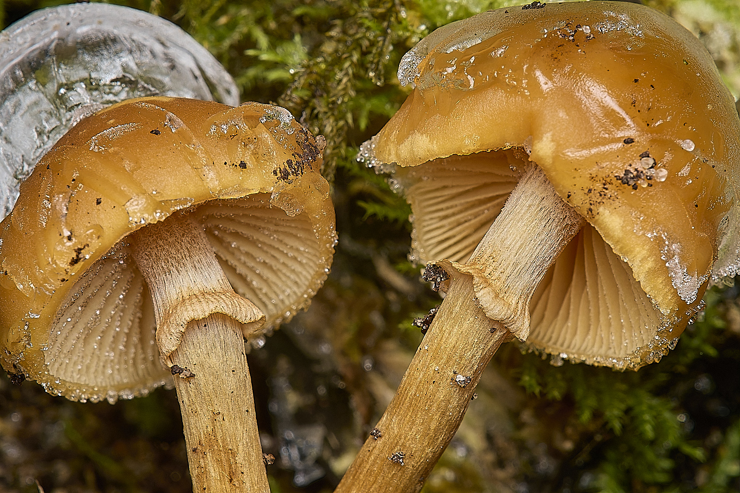 DillingtonTufted110125-1