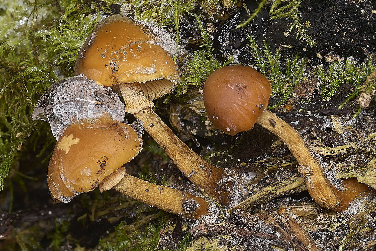 DillingtonTufted110125-2