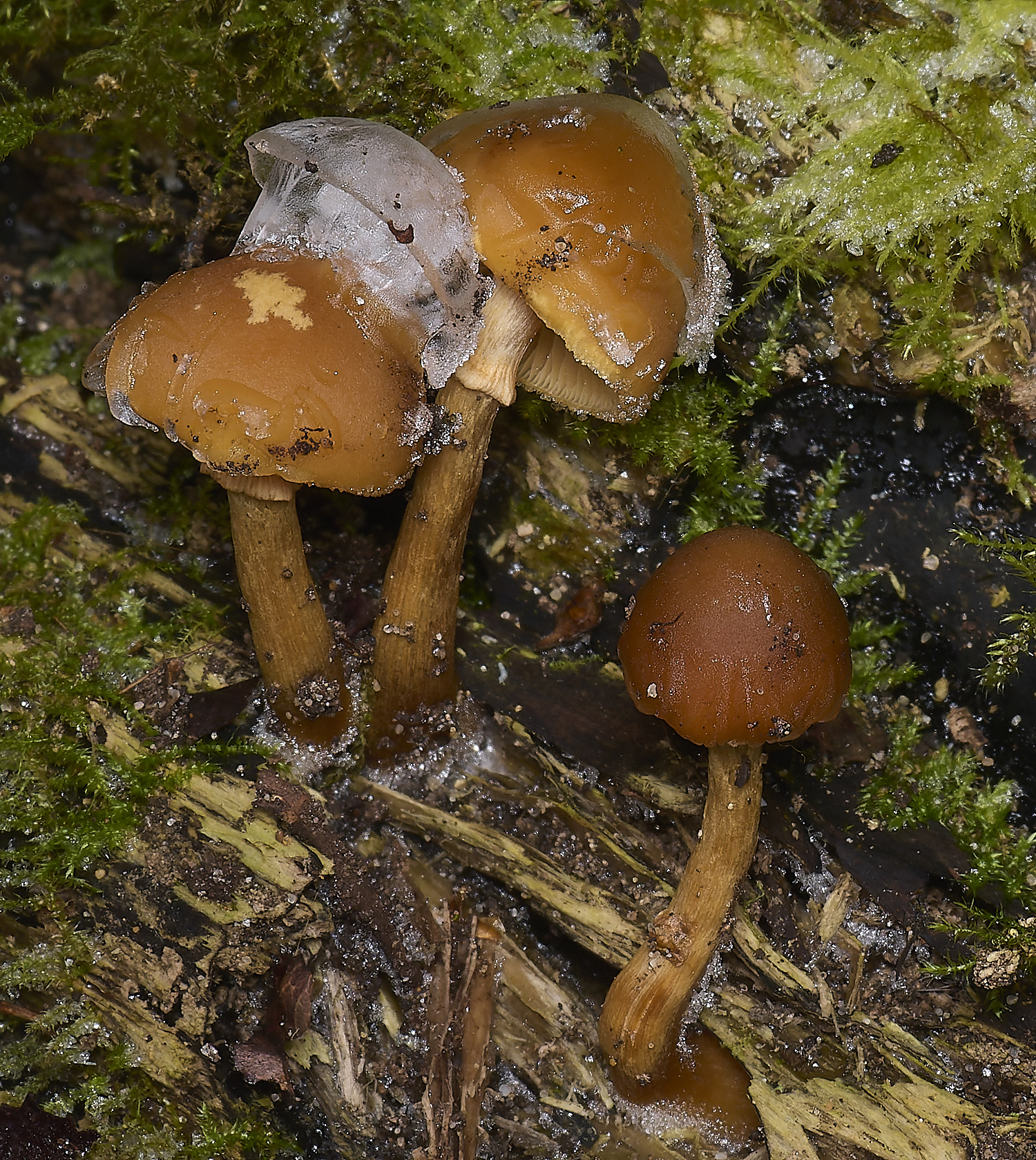 DillingtonTufted110125-3