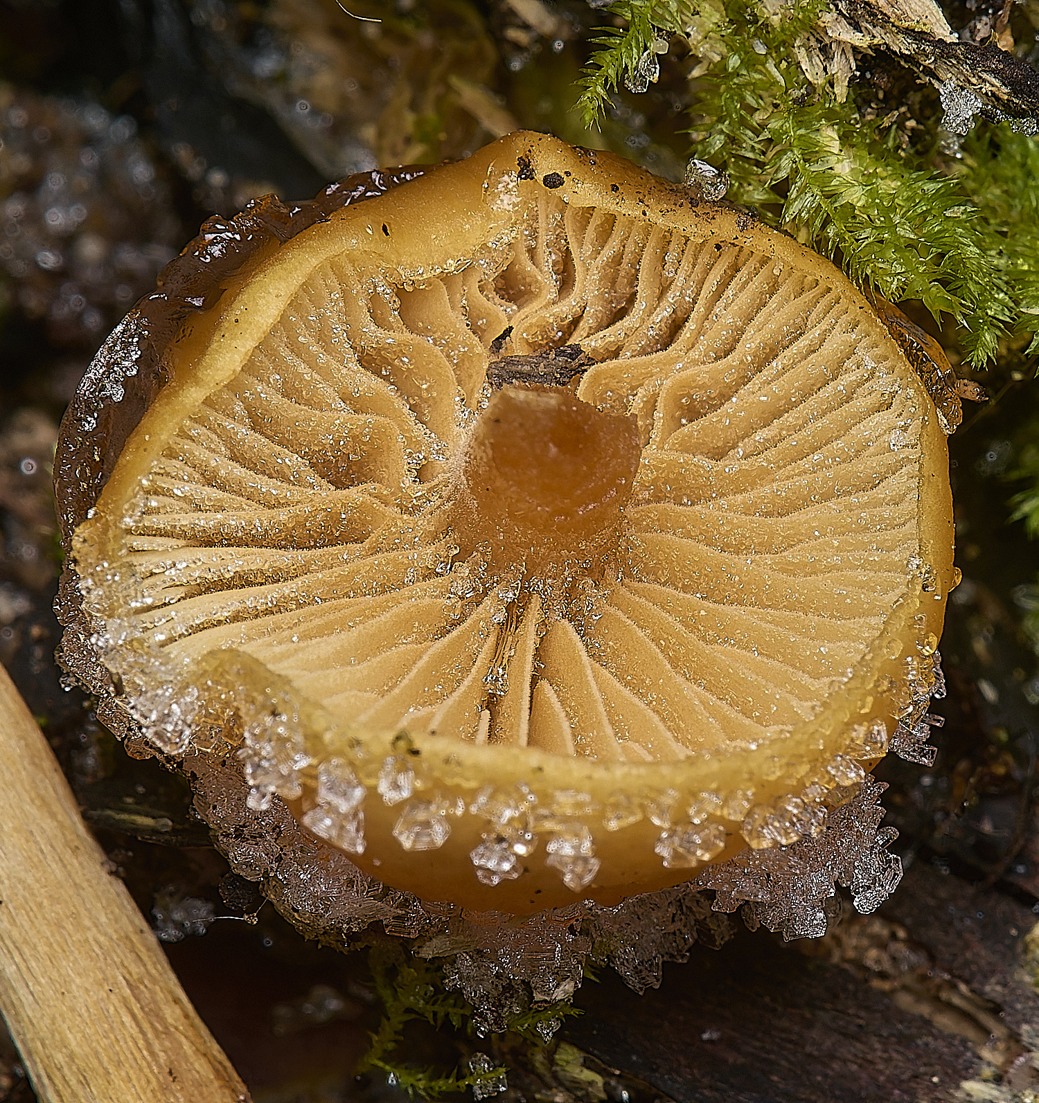 DillingtonTufted110125-4