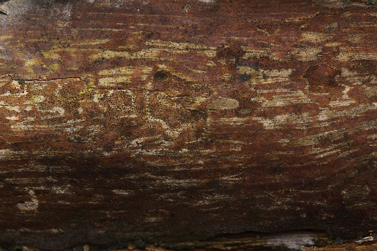 DillingtonVuilleminia110125-1