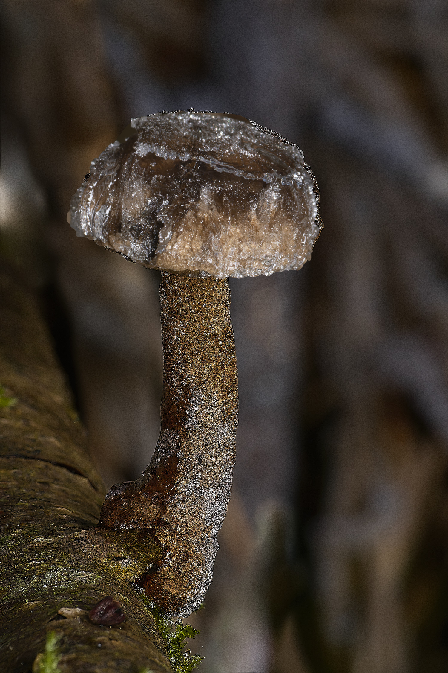DillingtonWInterPolypore110125-2 1