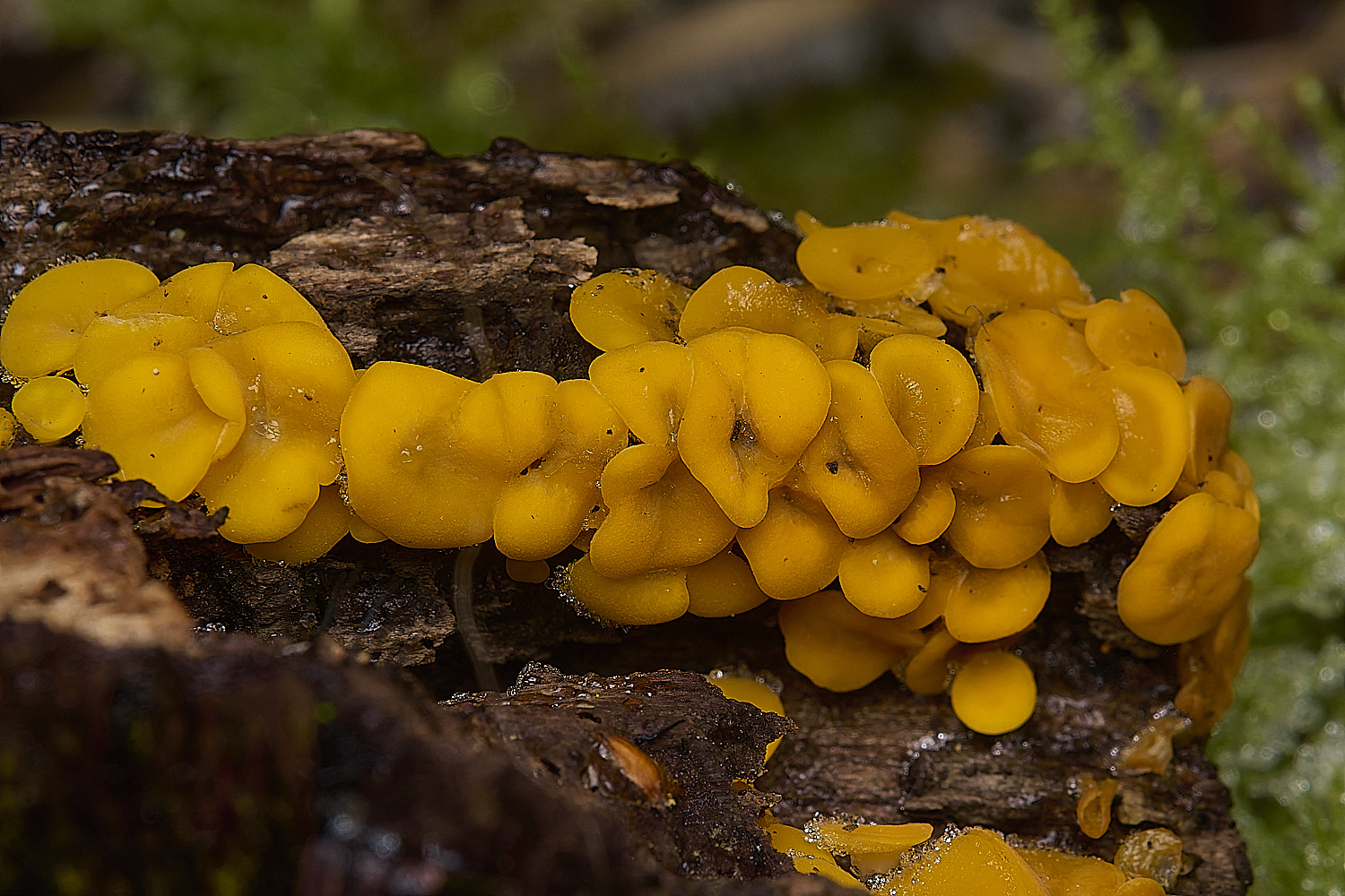 DillingtonYellow110125-1