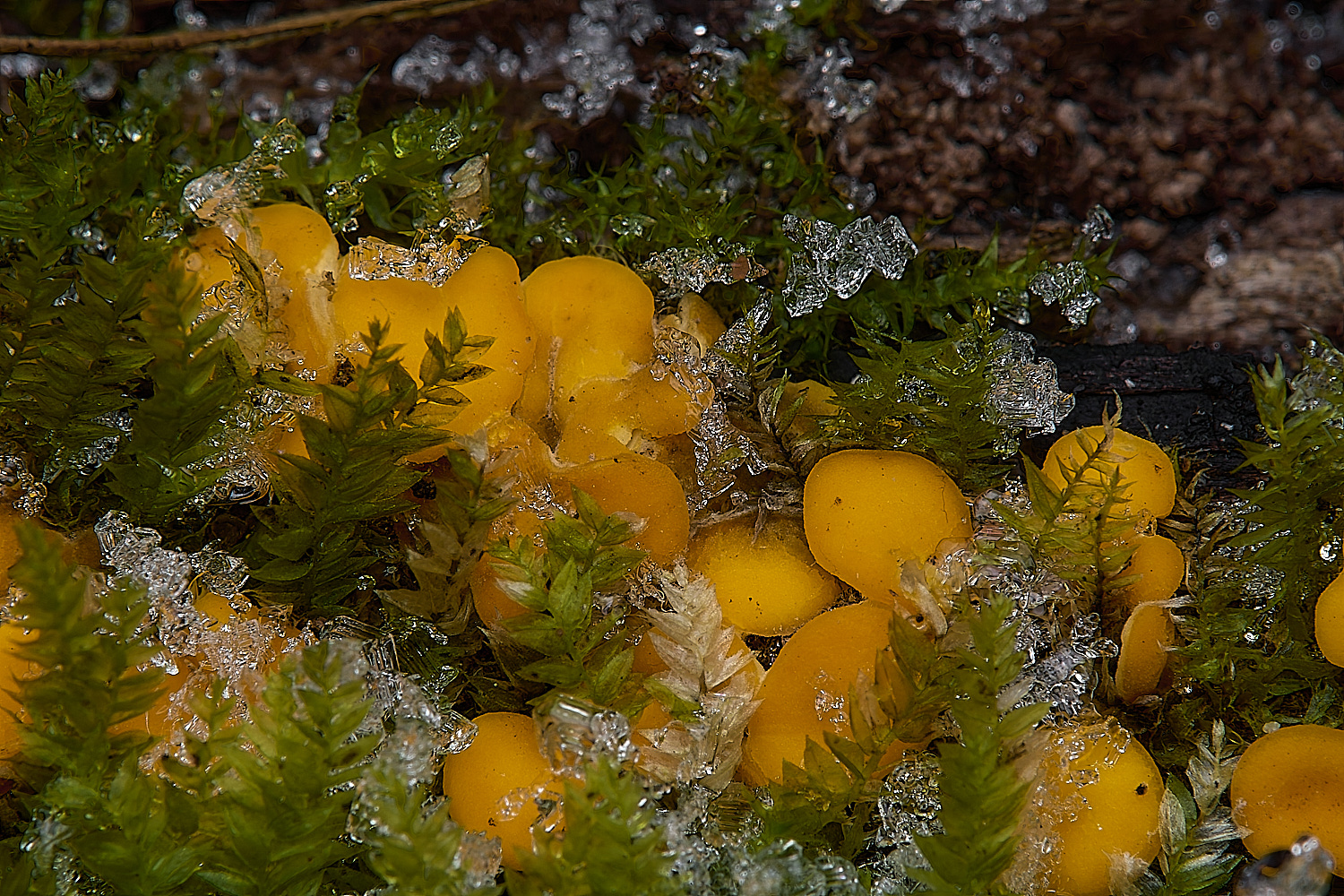 DillingtonYellow110125-3