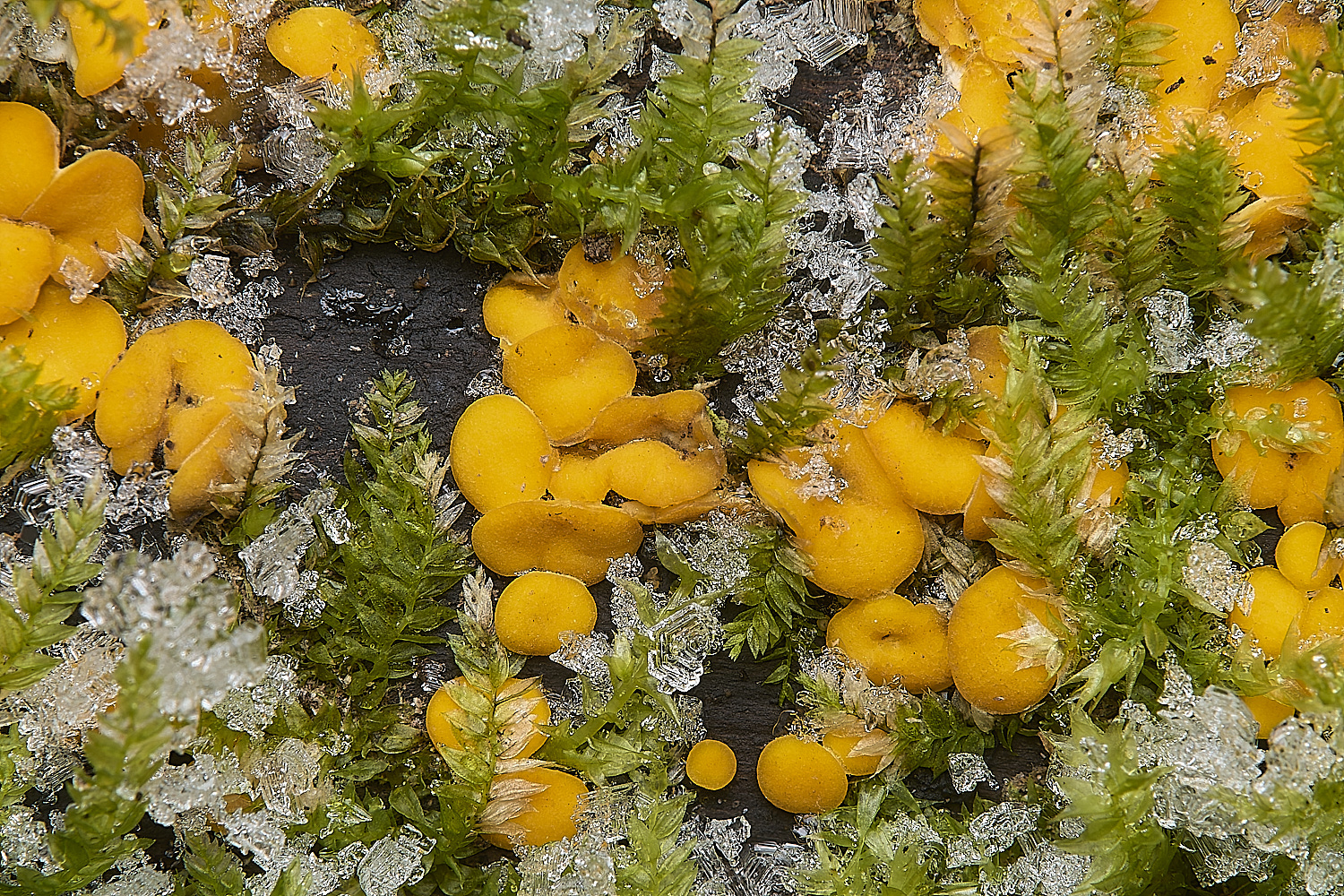 DillingtonYellow110125-4