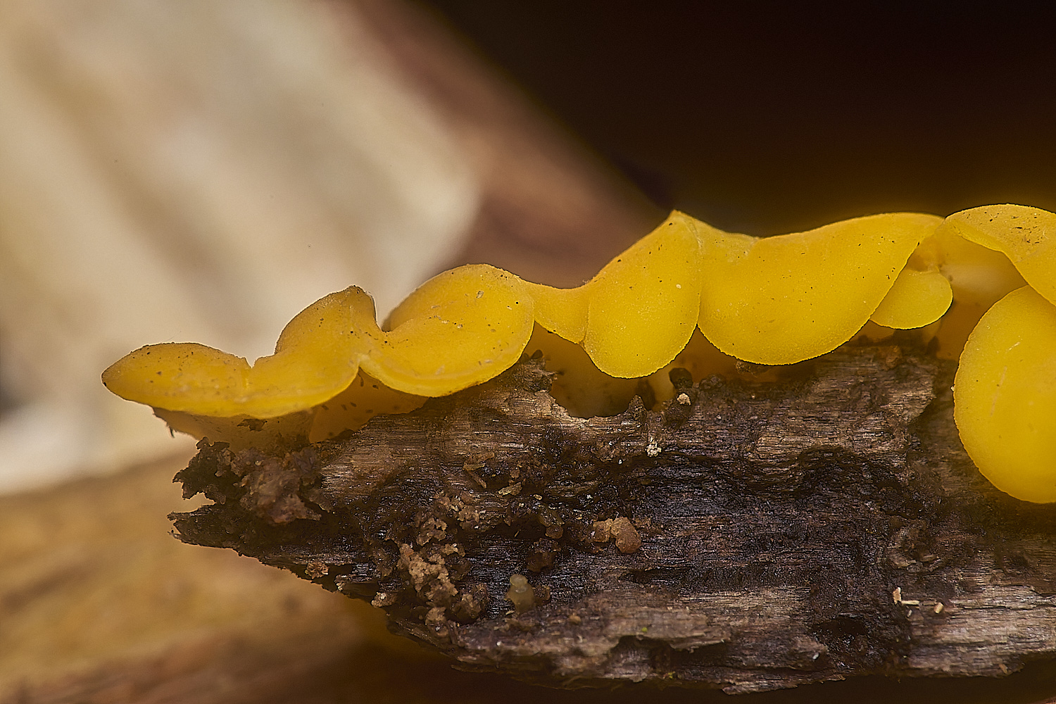 DillingtonYellow110125-5