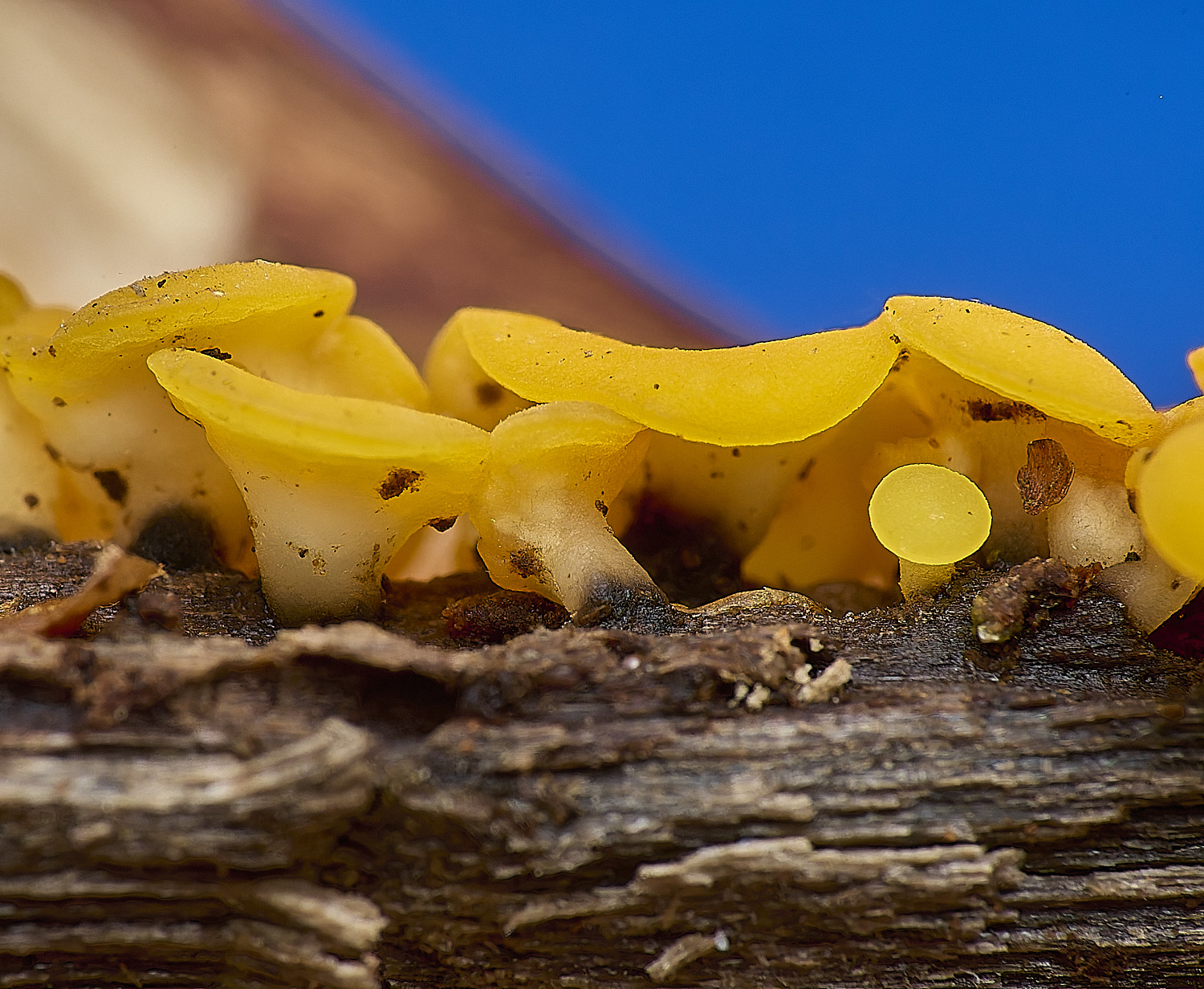 DillingtonYellow110125-6