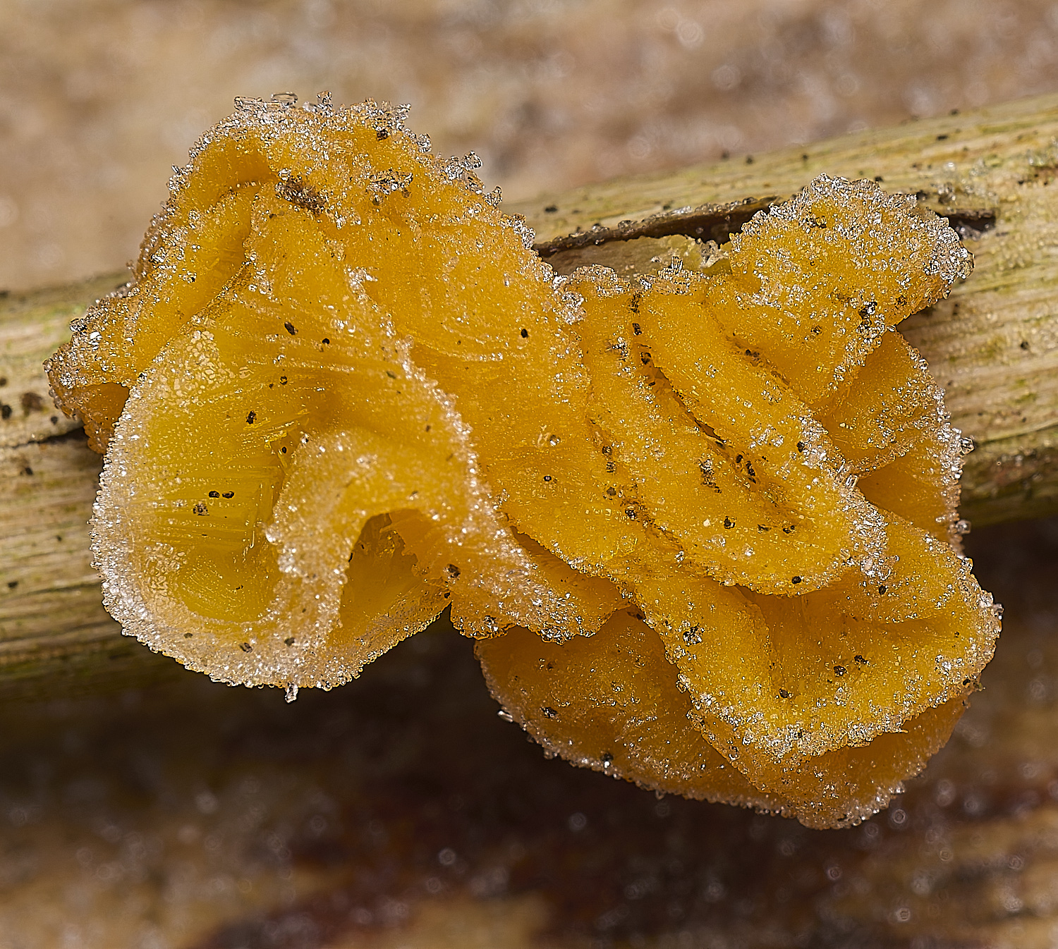 DillingtonYellowFolds110125-1