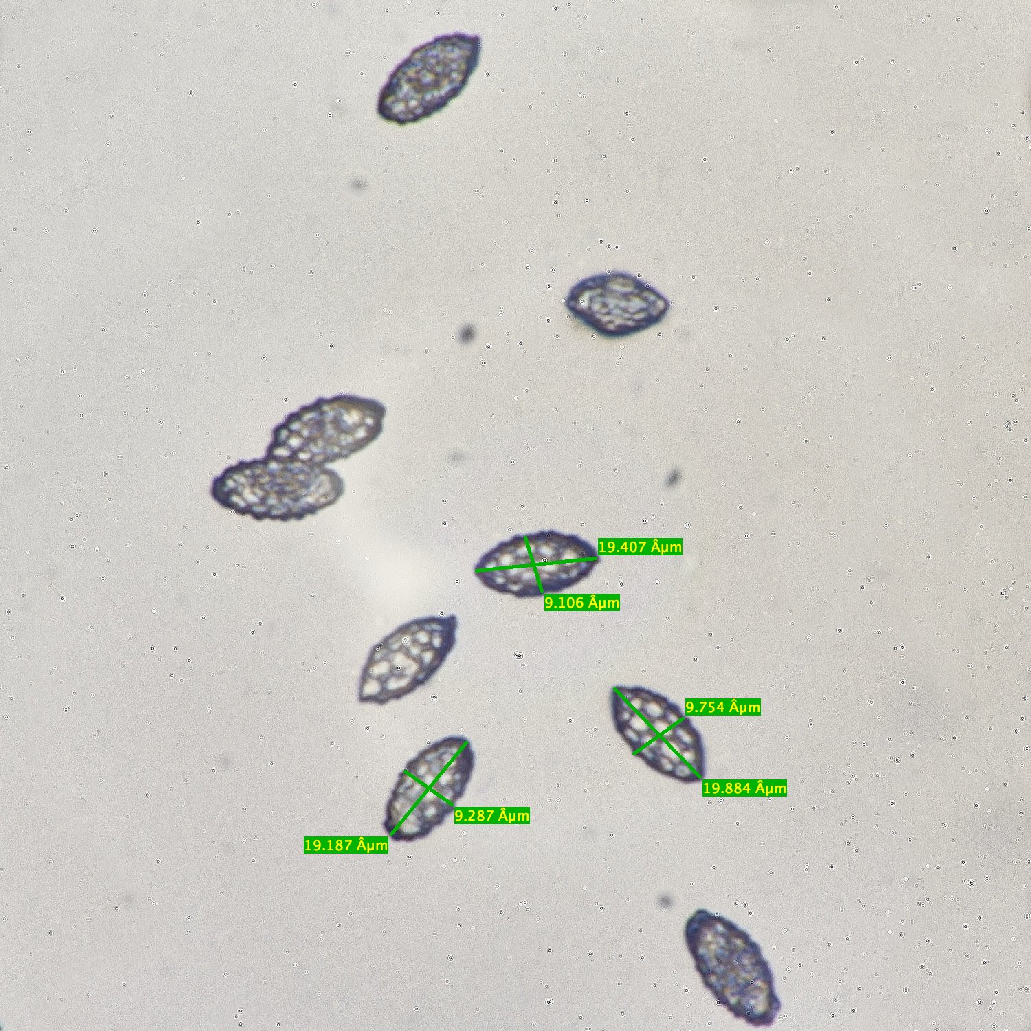 EarshamAaurantia260125-1M