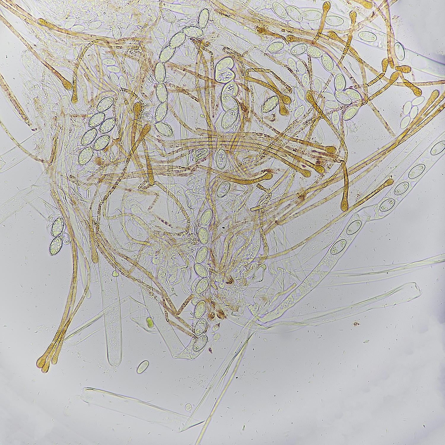 EarshamAaurantia260125-2a