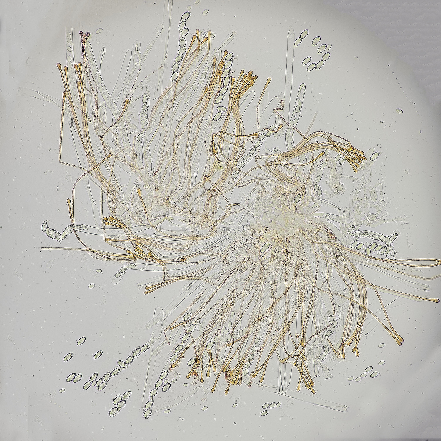 EarshamAaurantia260125-3