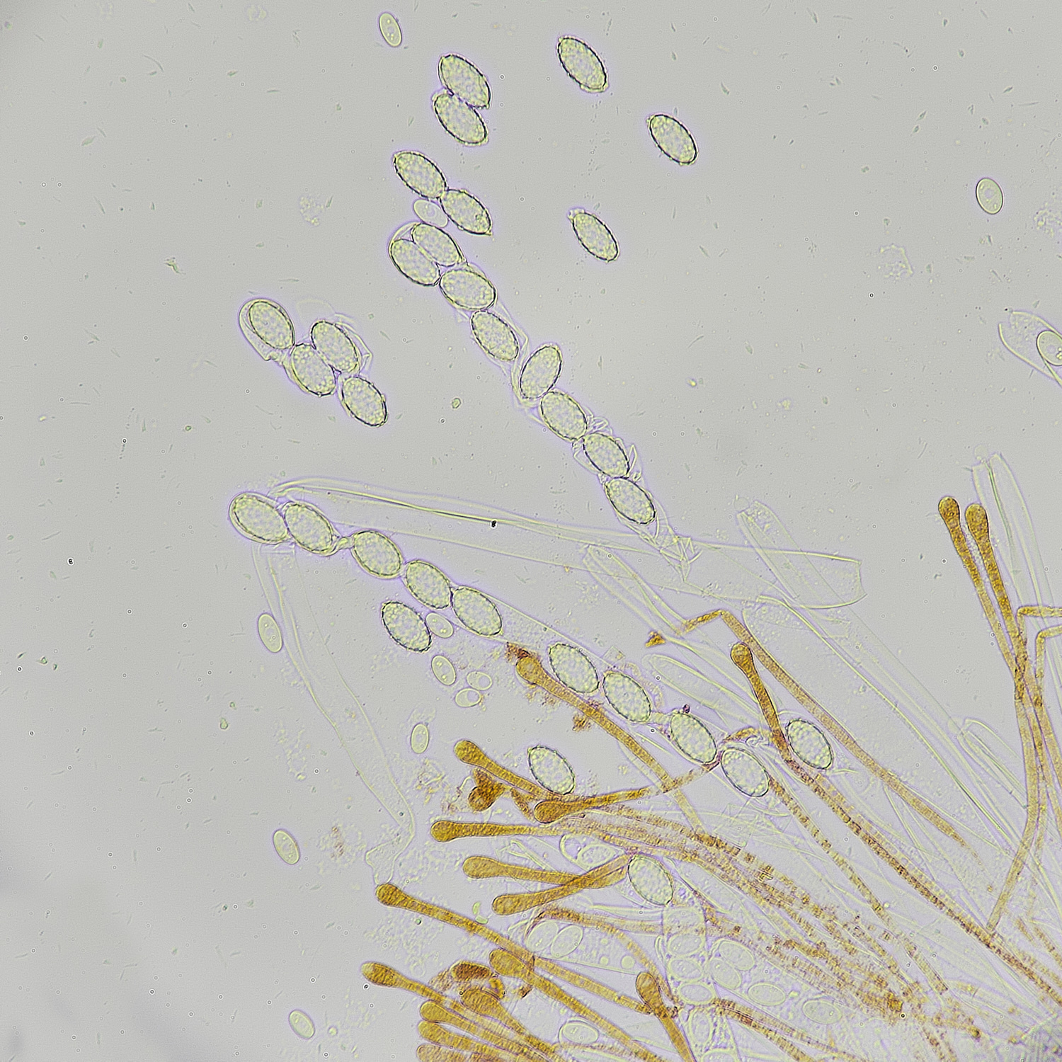 EarshamAaurantia260125-4