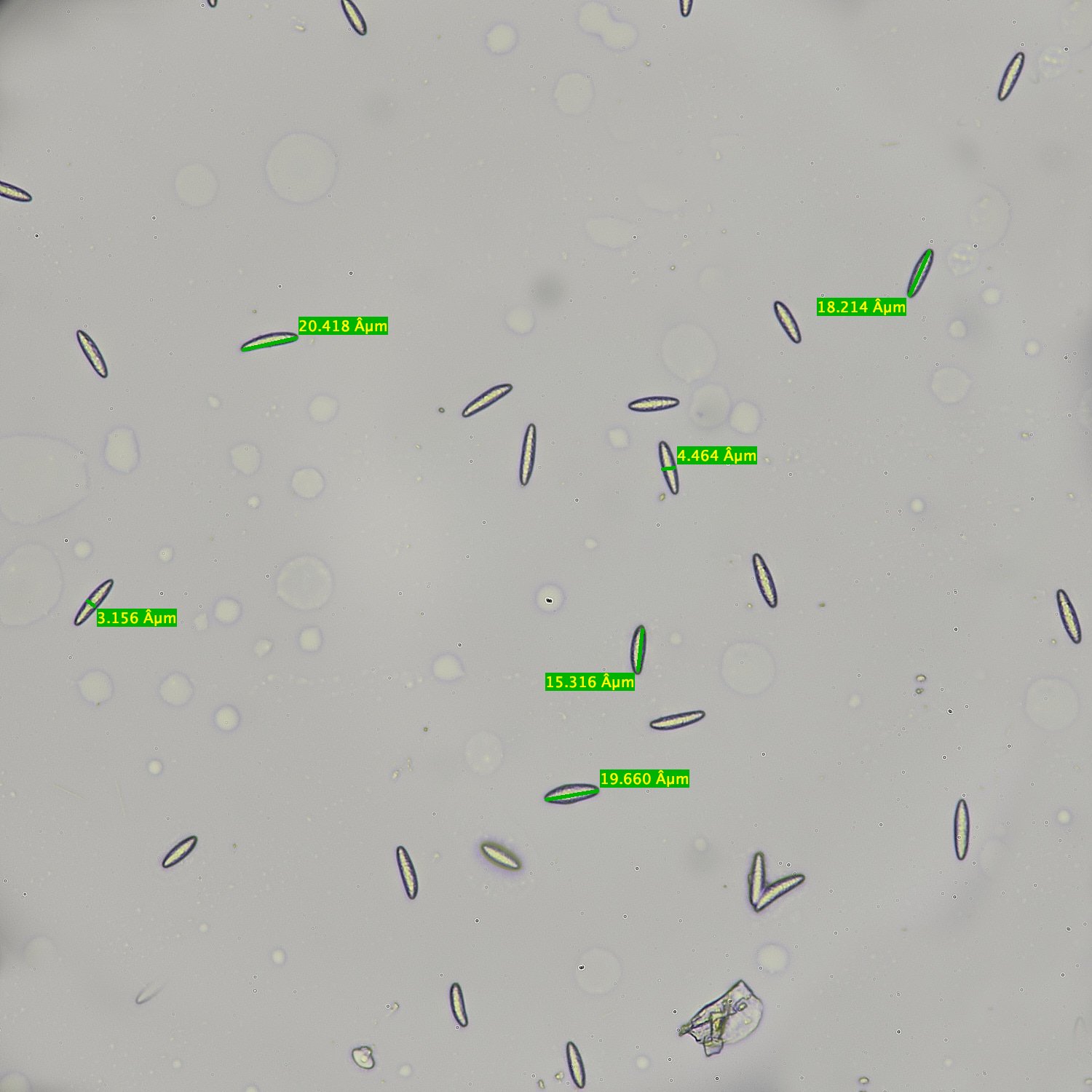EarshamAsarcoides260125-1M