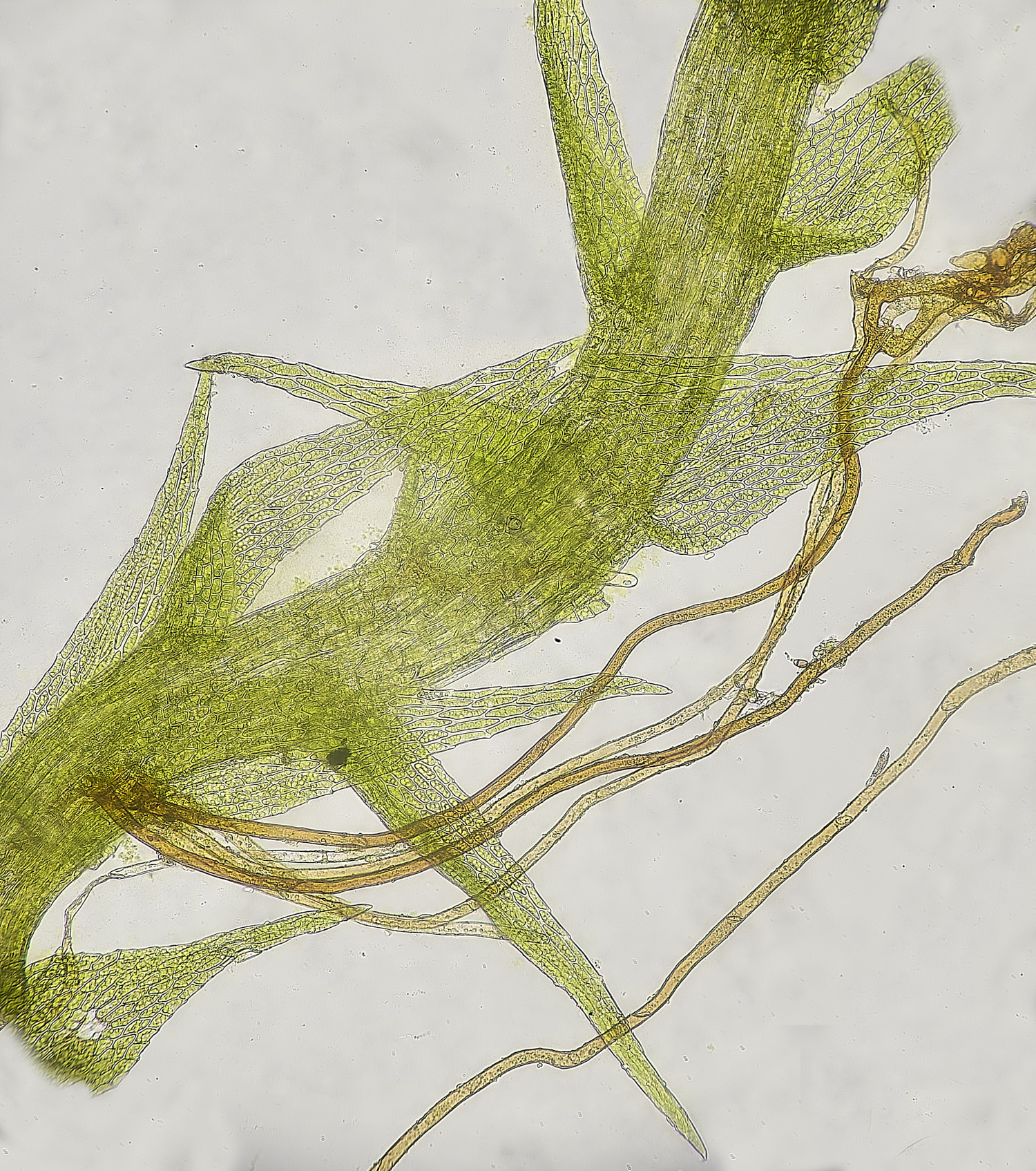 EarshamAserpens260125-1