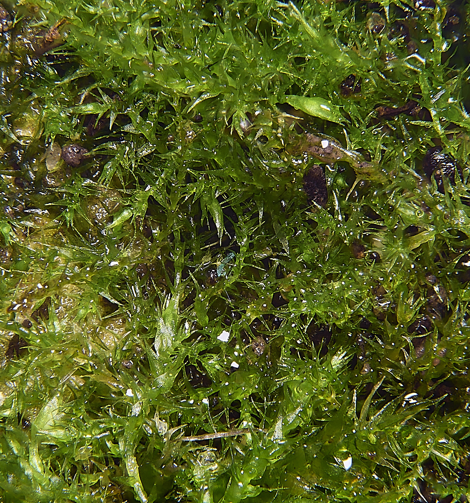 EarshamAserpens260125-2