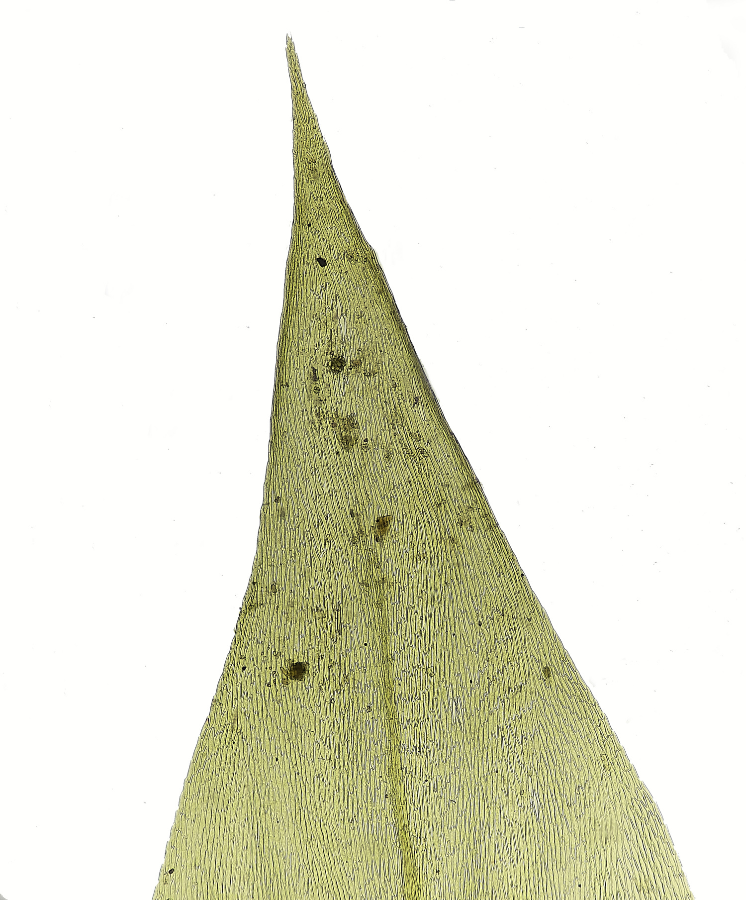 EarshamBmildeanum260125-1