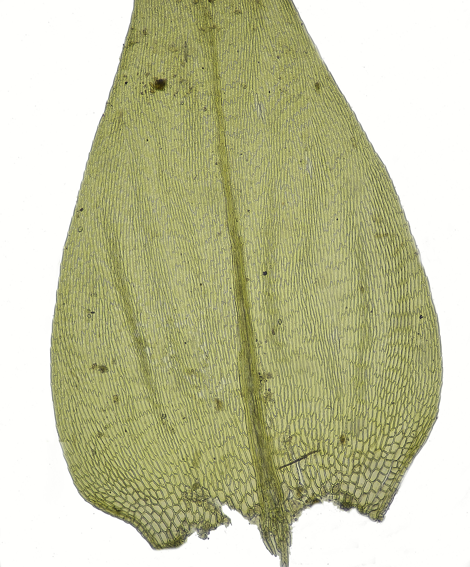 EarshamBmildeanum260125-2 1