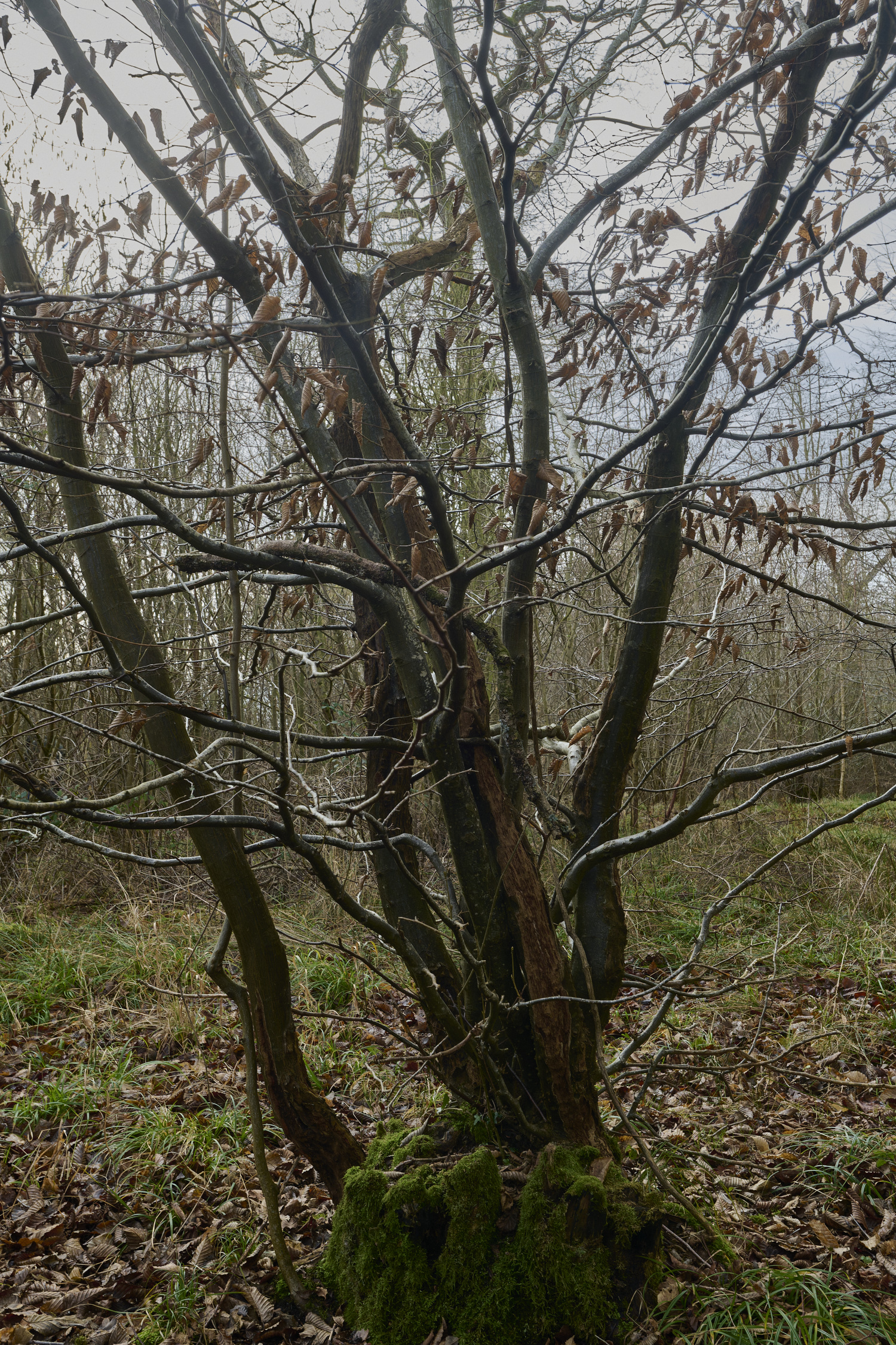 EarshamCoppice260125-1