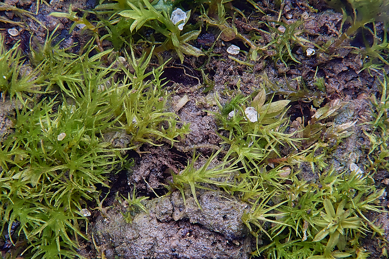 EarshamDvaria260125-1