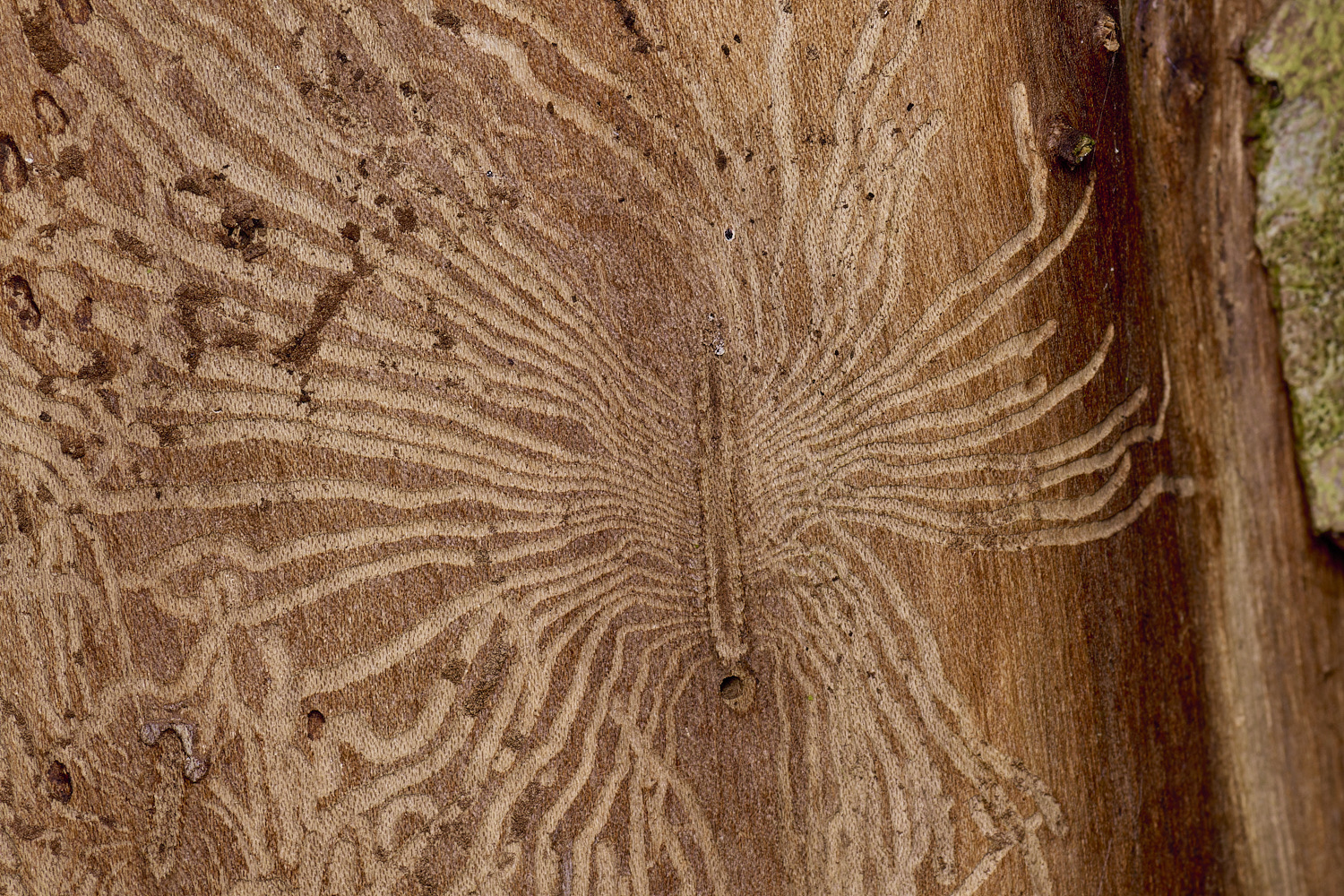 EarshamElmBarkBeetle260125-1