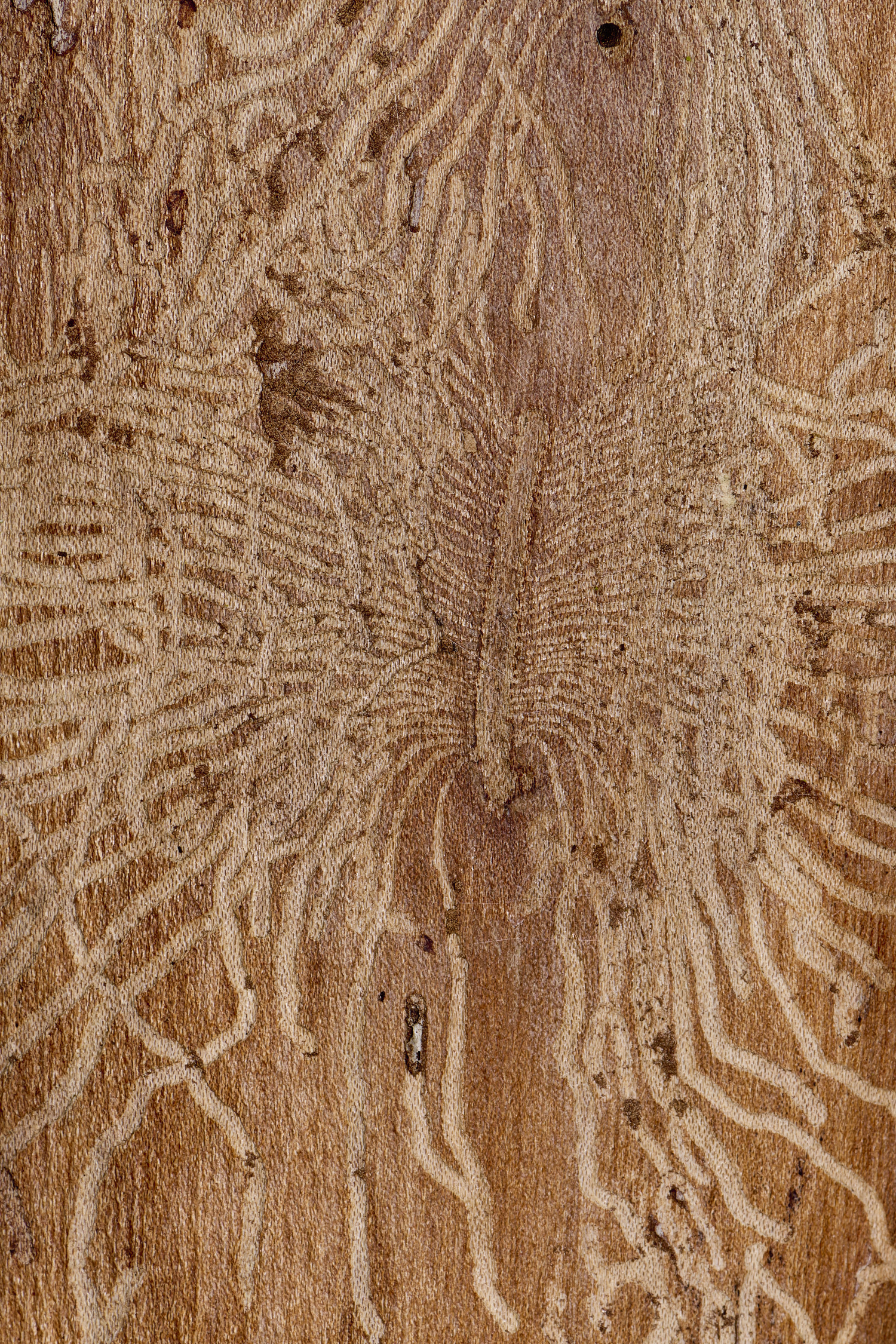 EarshamElmBarkBeetle260125-2