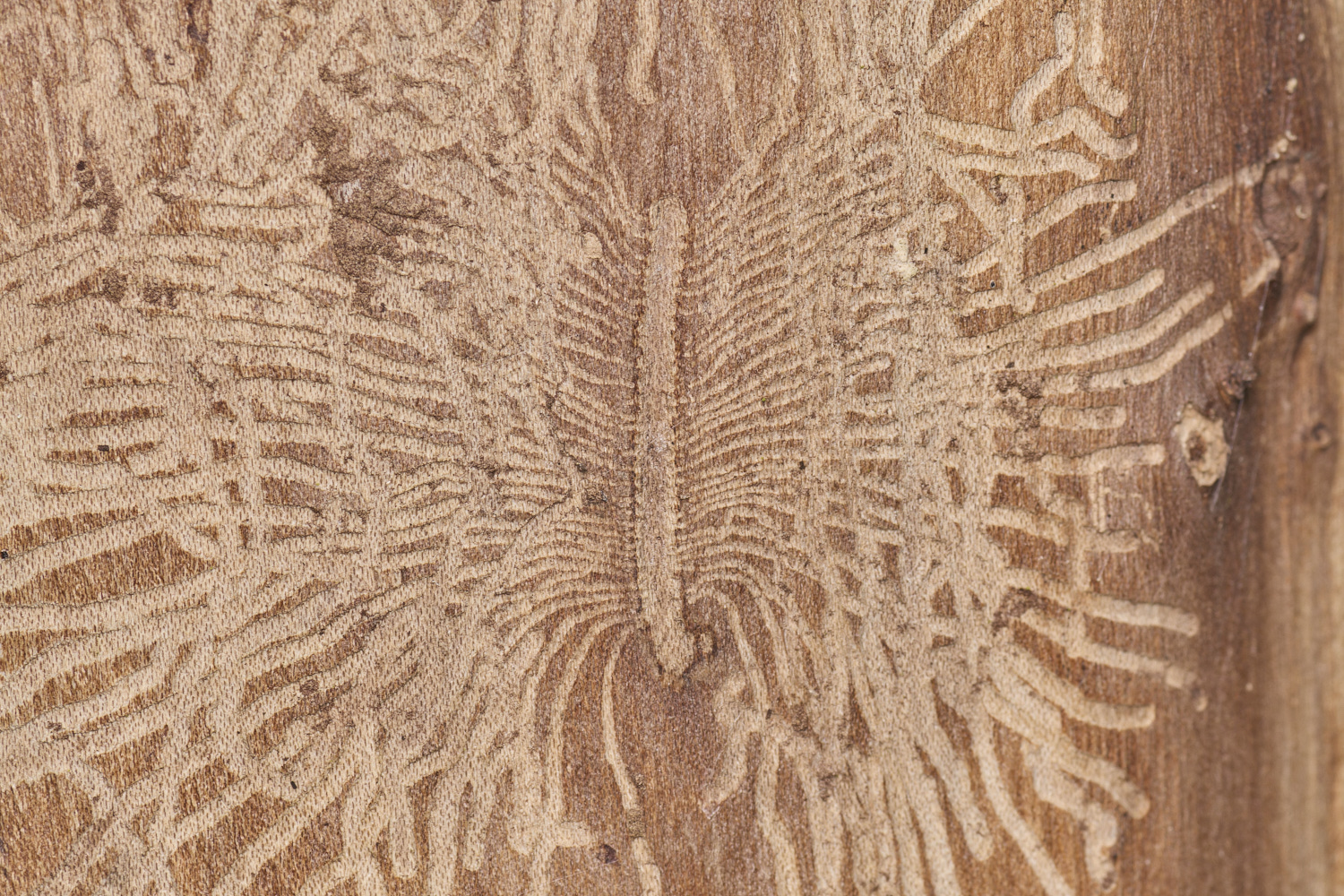 EarshamElmBarkBeetle260125-3