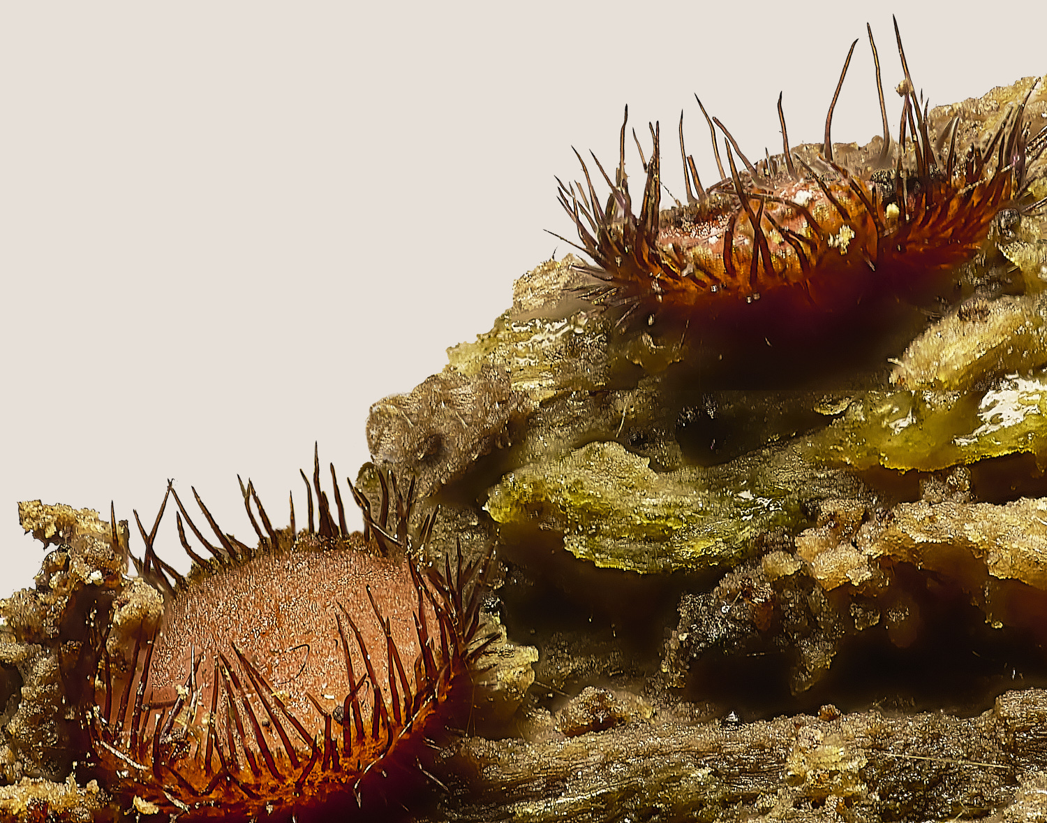 EarshamEyelash260125-1 1