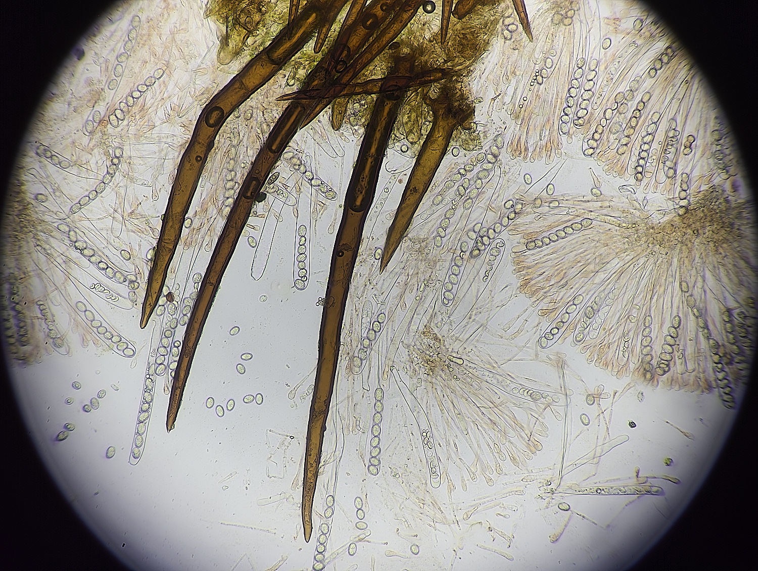 EarshamEyelash260125-4