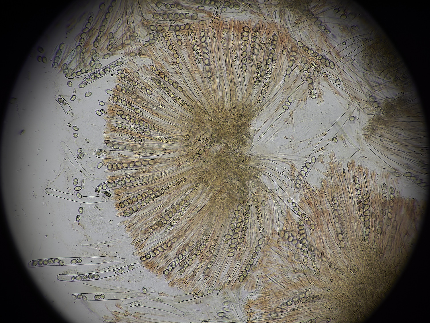 EarshamEyelash260125-5