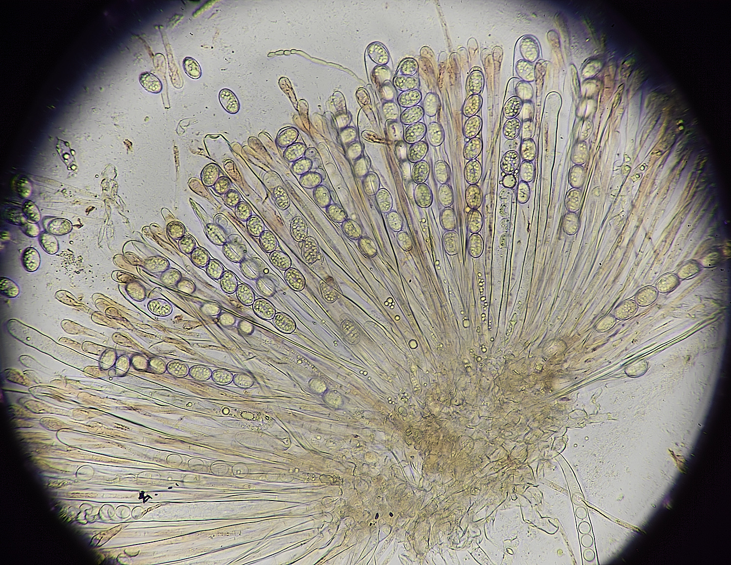 EarshamEyelash260125-6