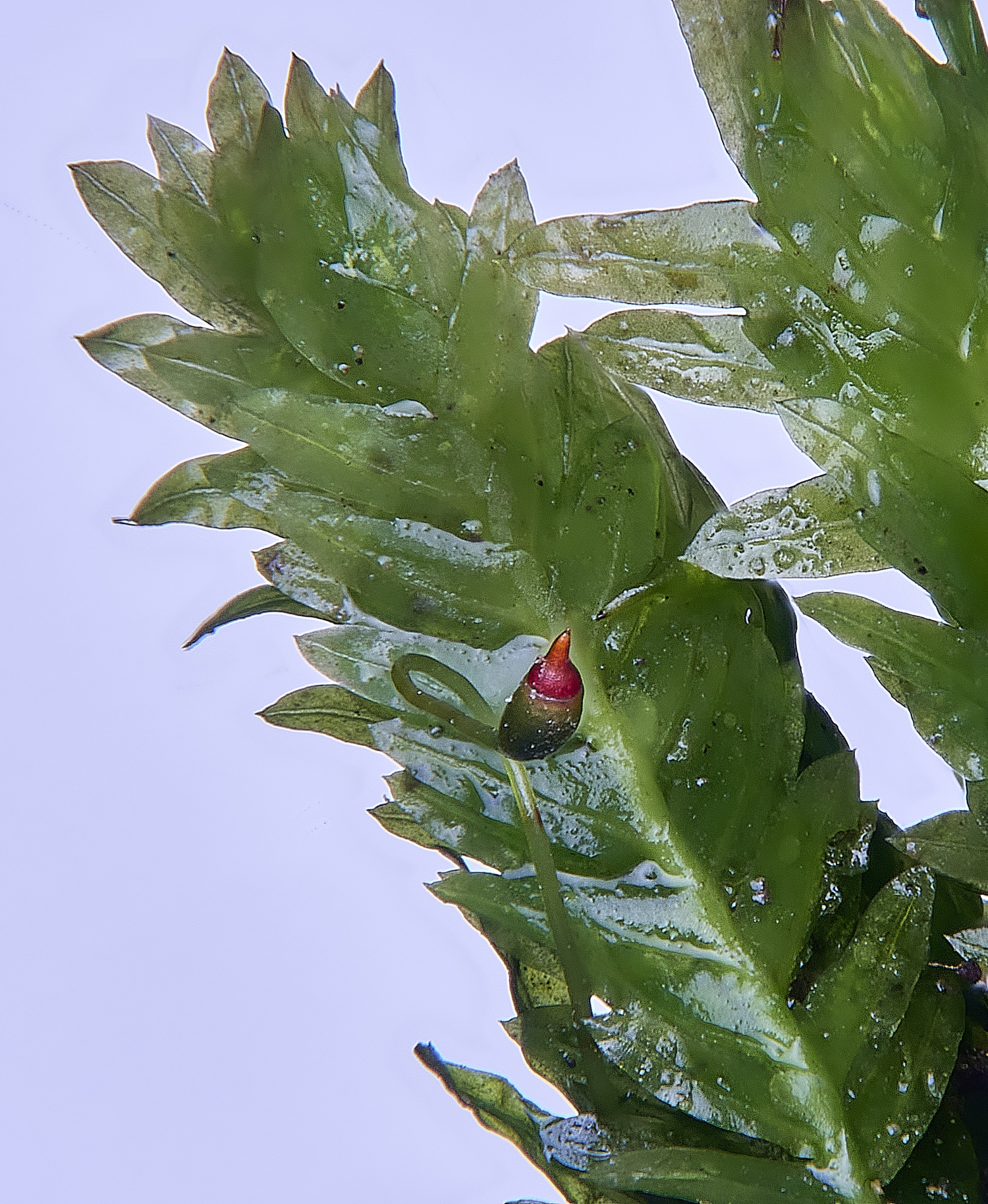 EarshamFincurvus260125-1 2