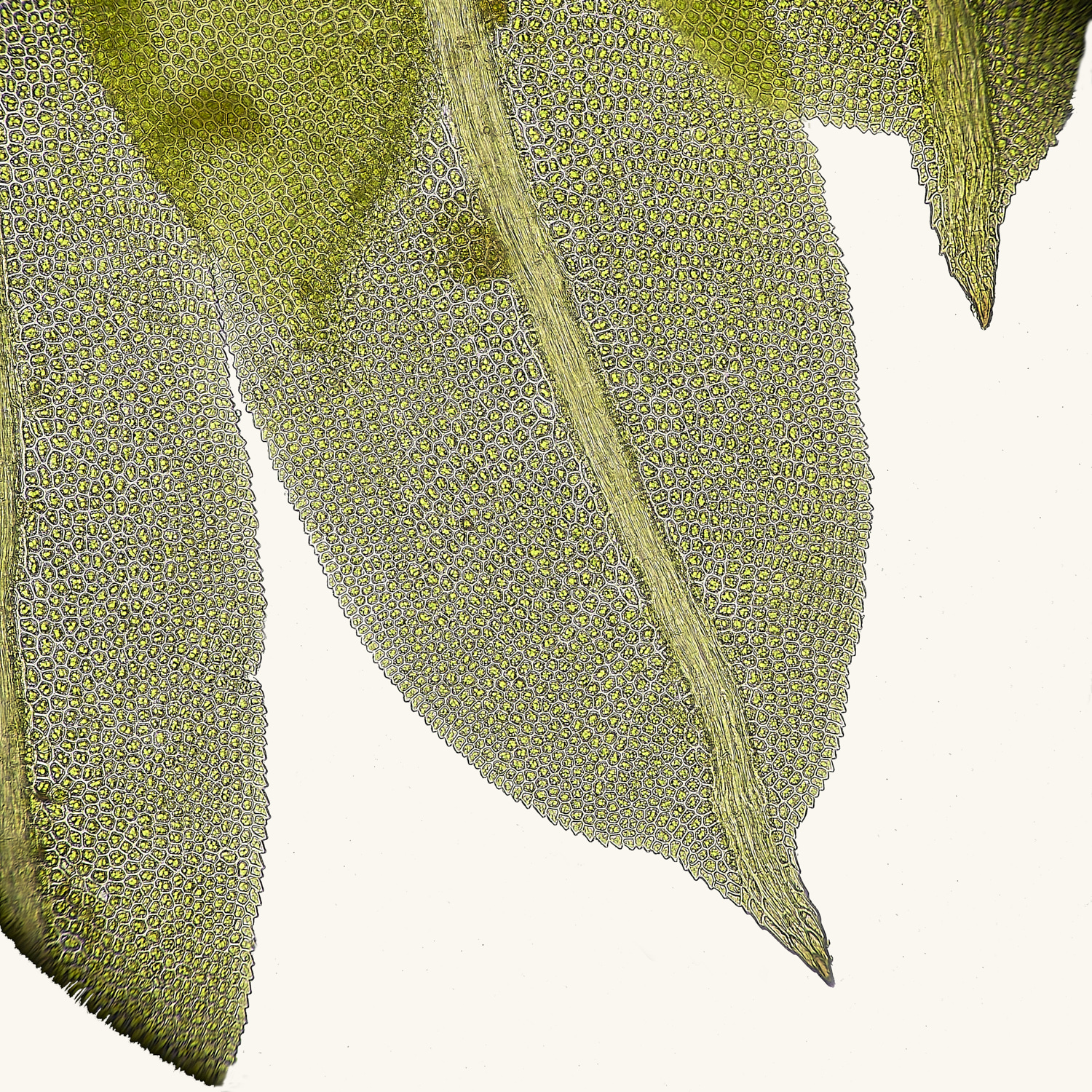 EarshamFincurvus260125-1