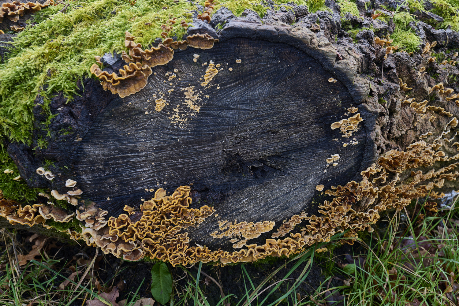 EarshamHairyCurtainCrust260125-1