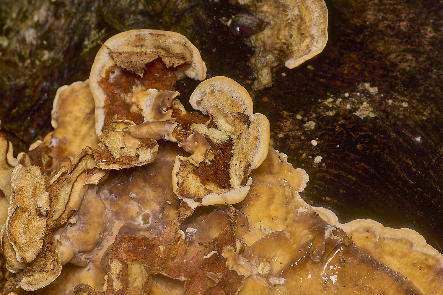 EarshamHairyCurtainCrust260125-2