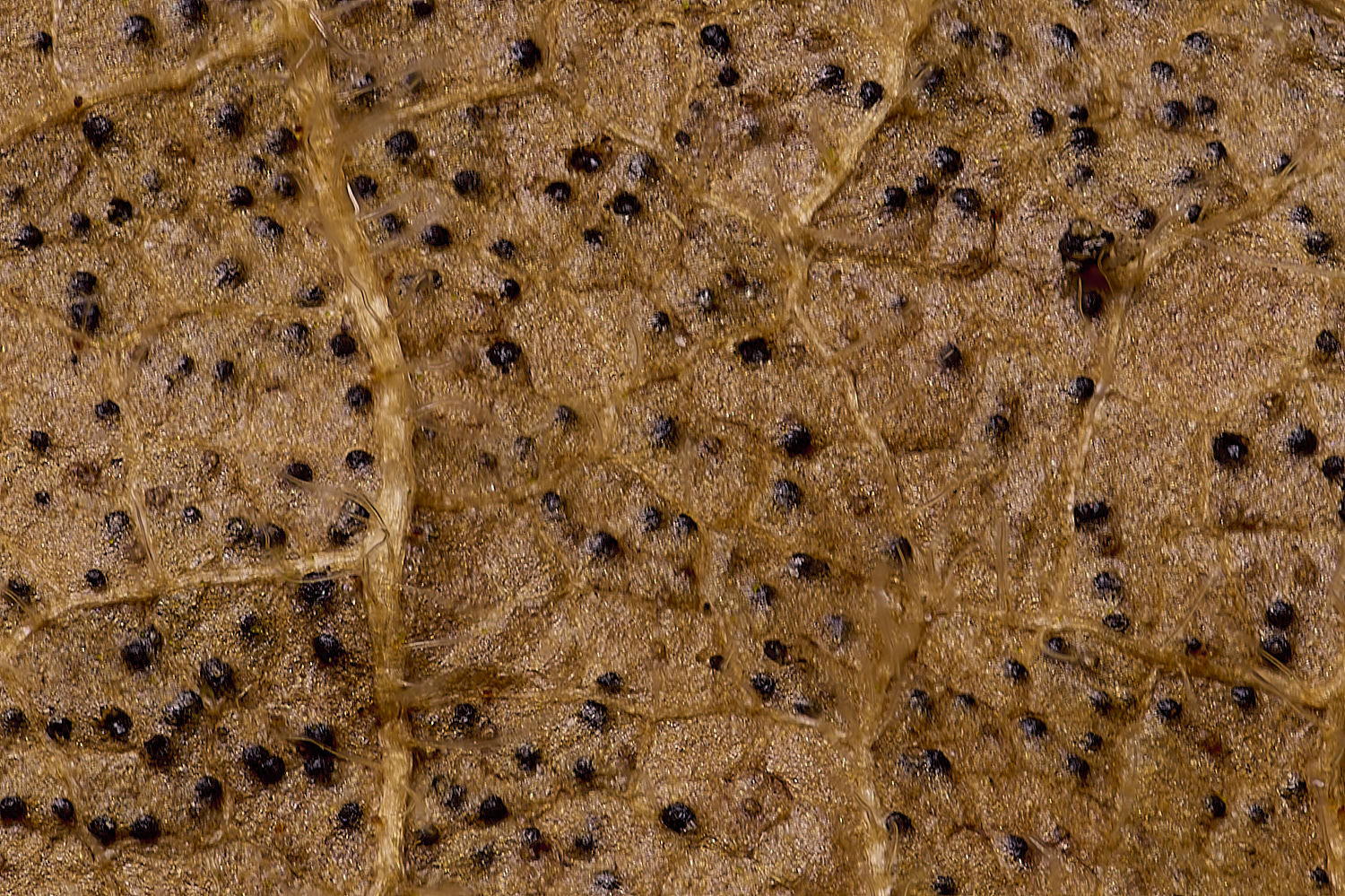 EarshamHazelLeafFungus260125-1